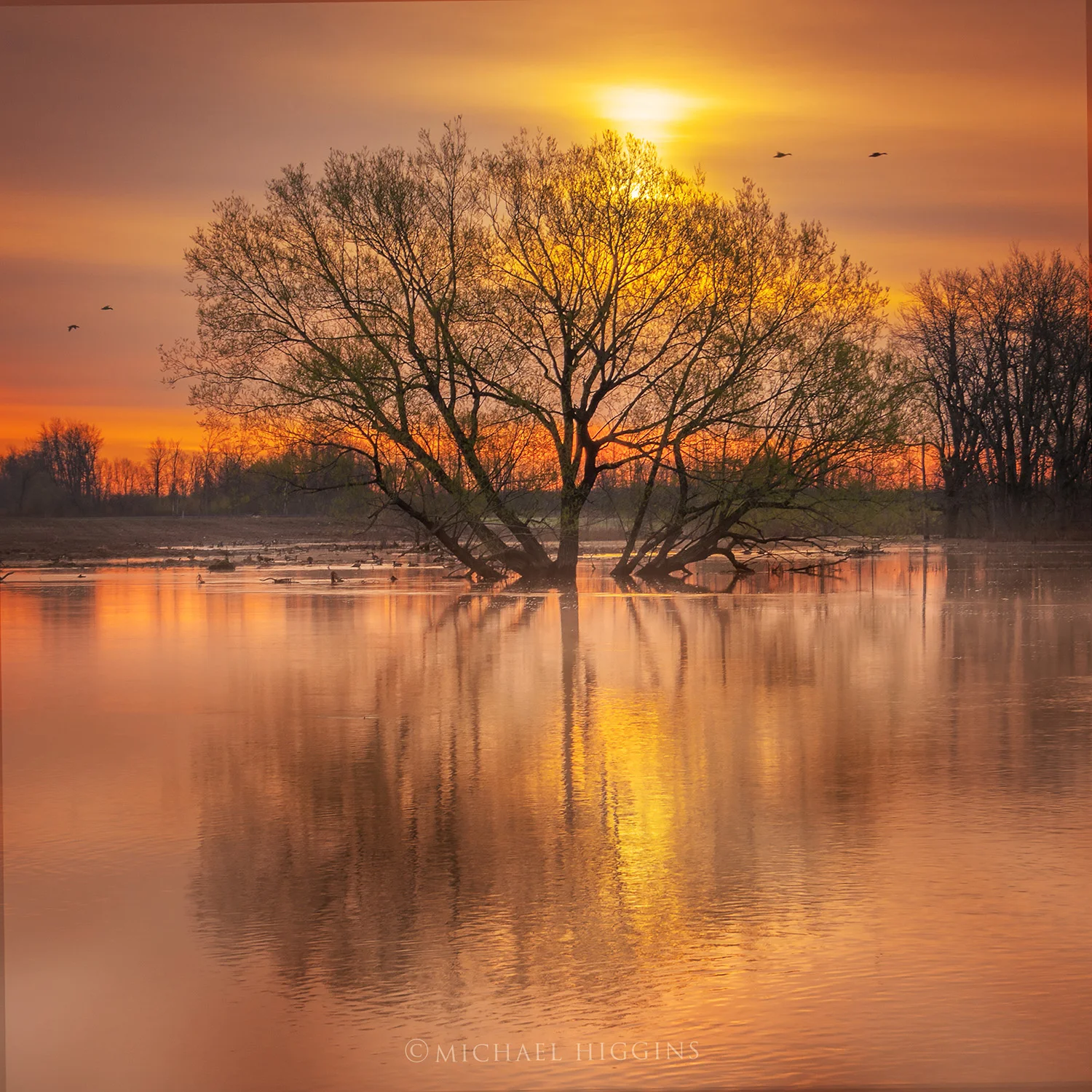 "Oak on a Floodplain" - Michael Higgins