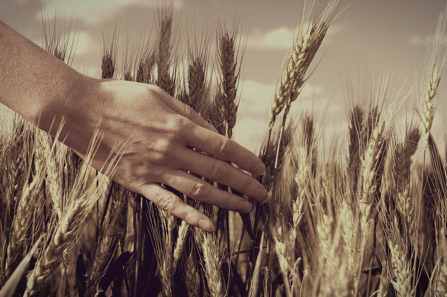 wheat3.jpg