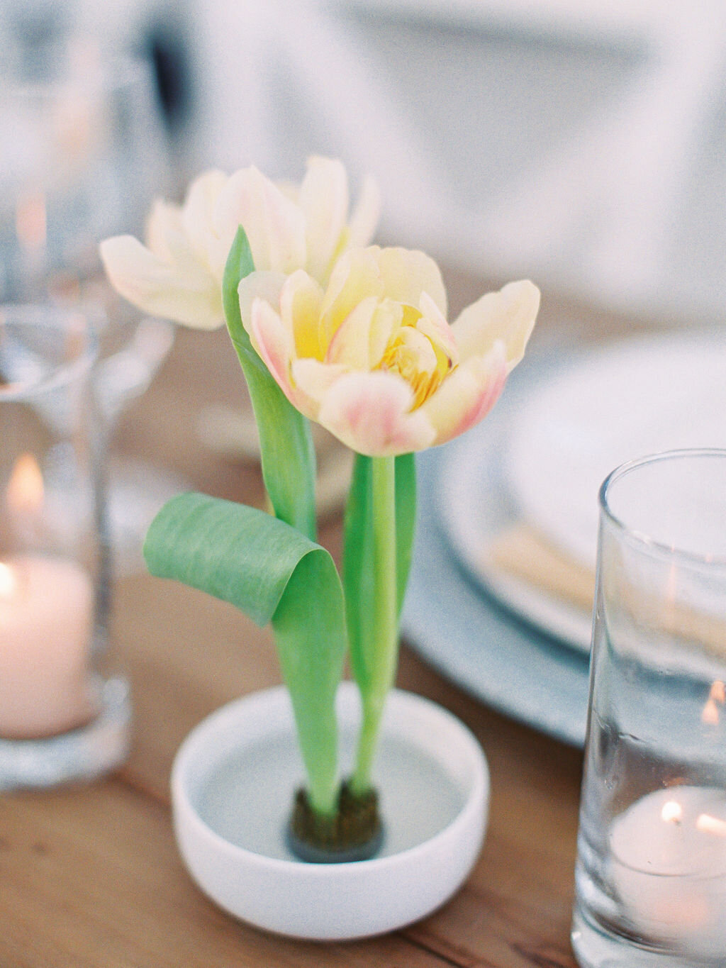 Tulip in a frog vase