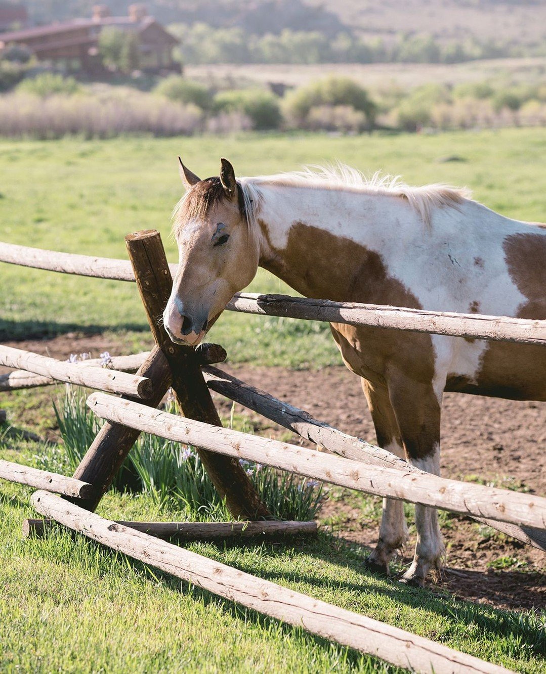 One of my favorite things about ranch weddings &mdash; like this moment at Brush Creek is moments like this &mdash; casually passing by a horse on the way to the ceremony site. There&rsquo;s something about being surrounded by nature that shifts the 