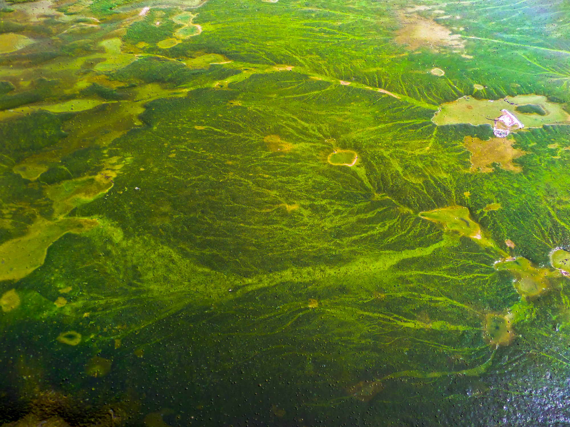 Harmful algal blooms are on the rise, demonstrating the importance of cyanotoxin testing