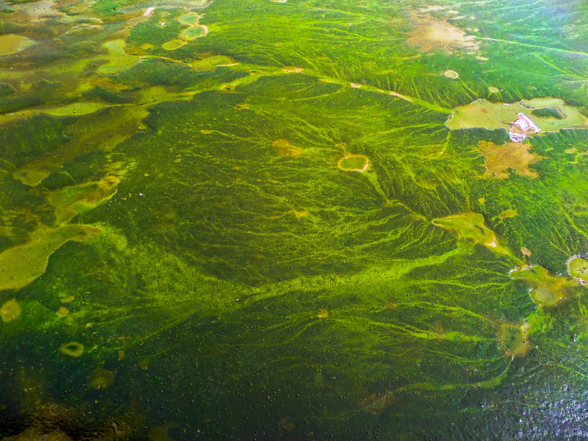 Harmful algal blooms (HABs) affect water quality and endanger human and environmental health