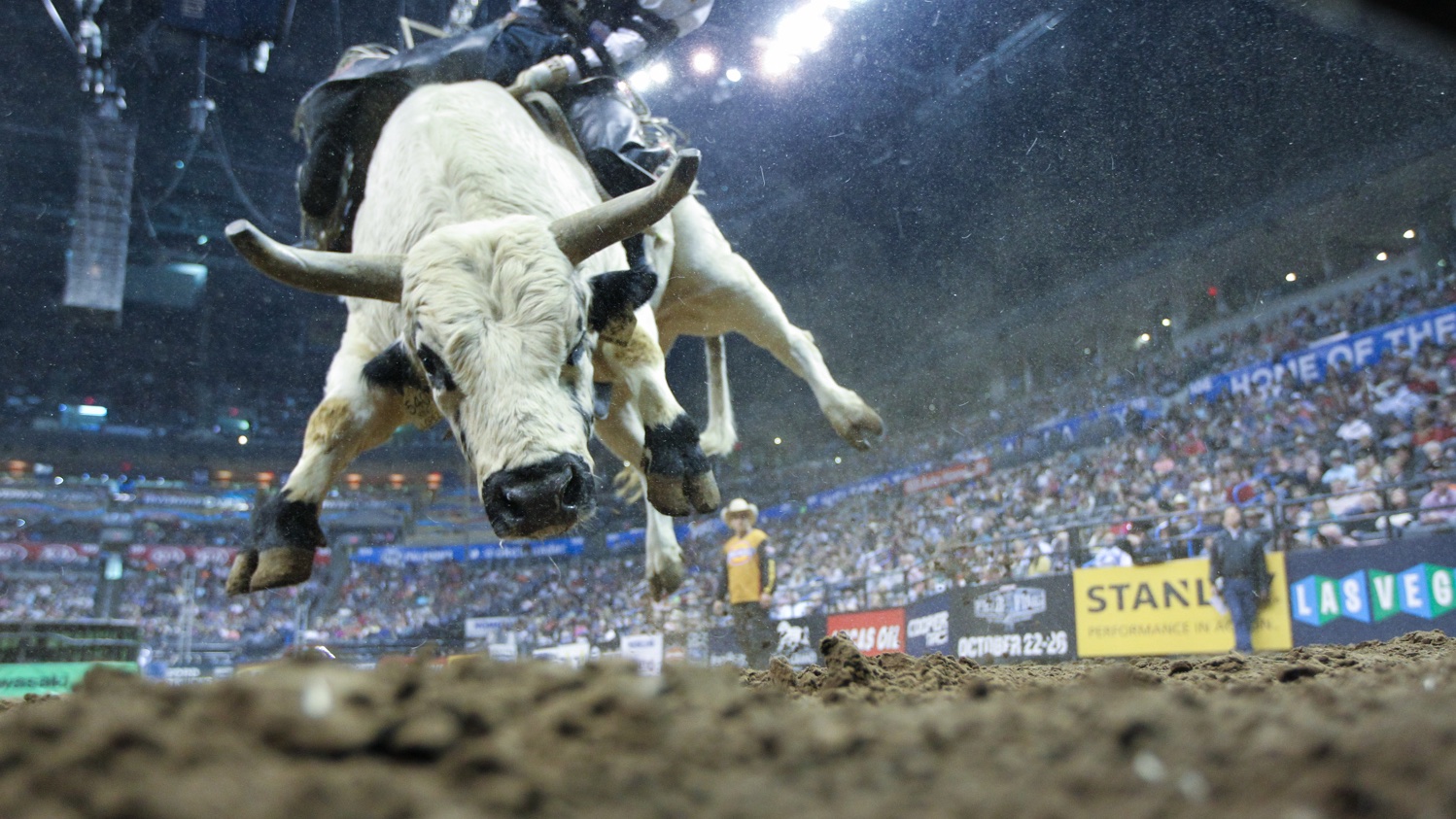 PBR Finals Bucking Bull