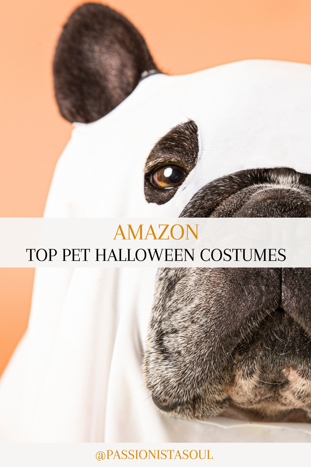 Top Pet Halloween Costumes: Adorable and Affordable Picks for 2024