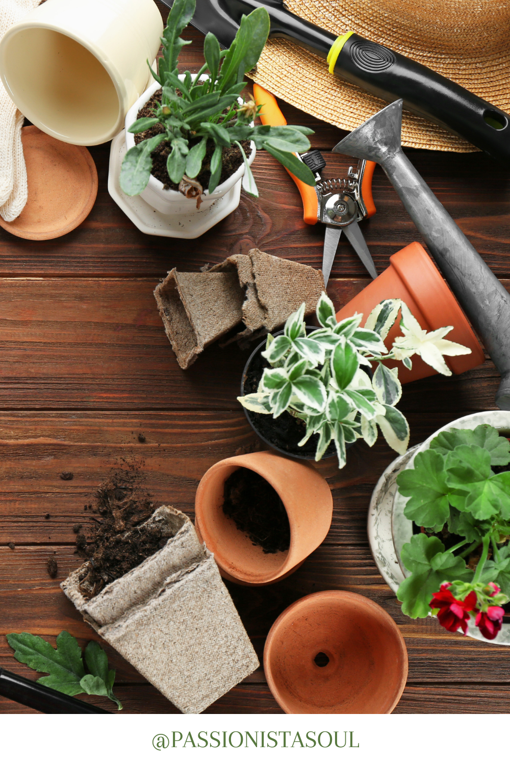 A Beginner's Guide to Plant Your First Garden: My Favorite Gardening ...