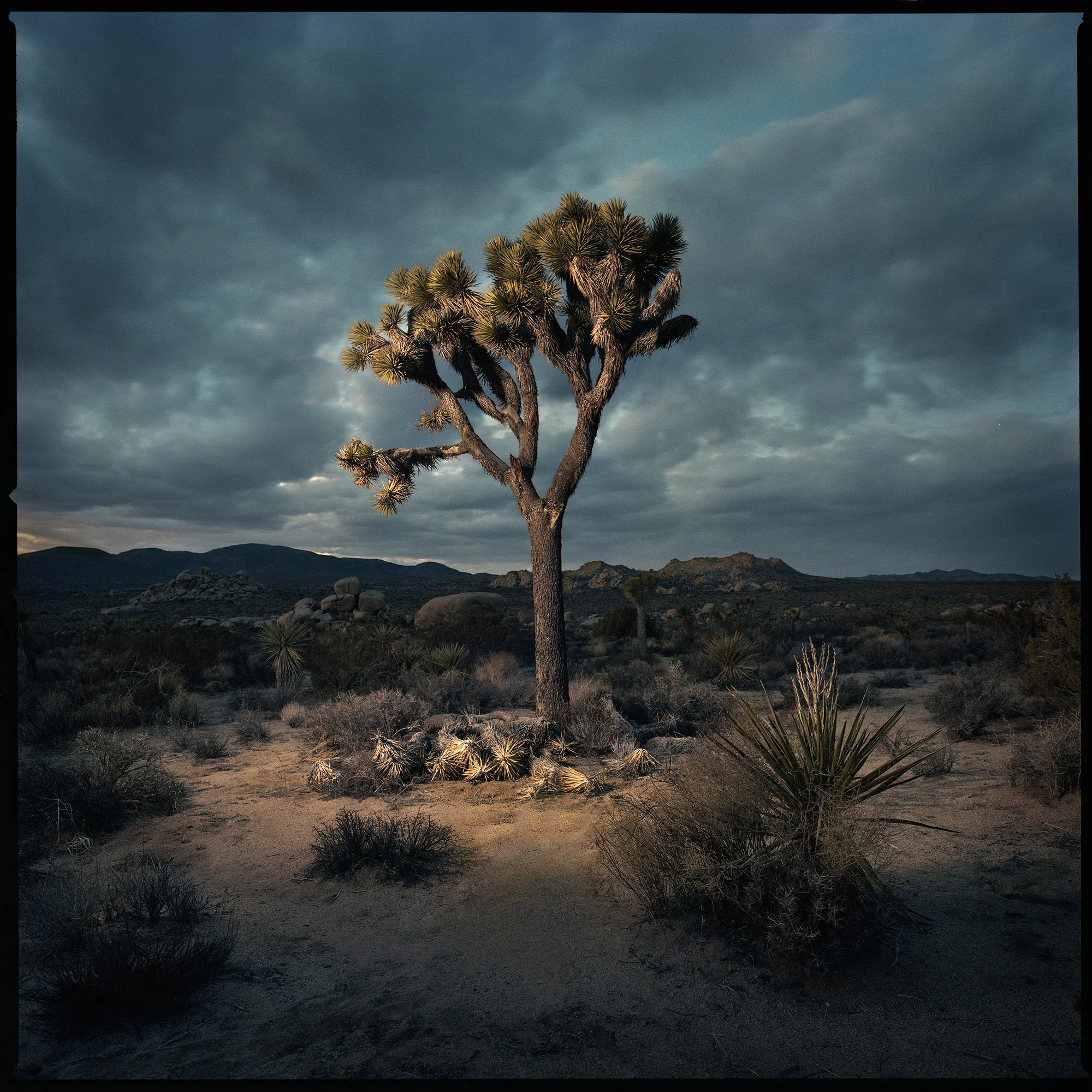Bill Brewer, "BBrewerQueen Valley #2"