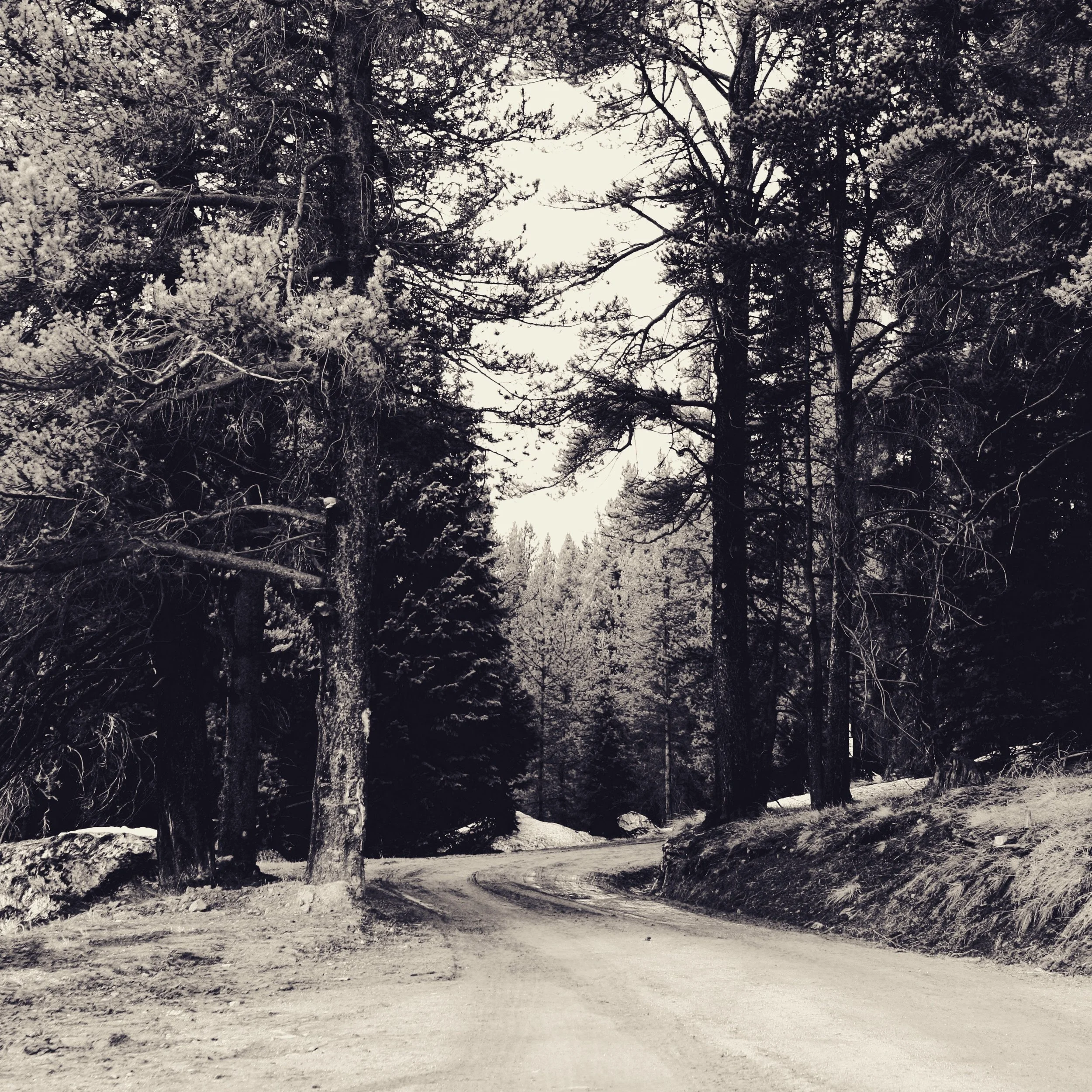 Forest in Trinity Forest.jpg