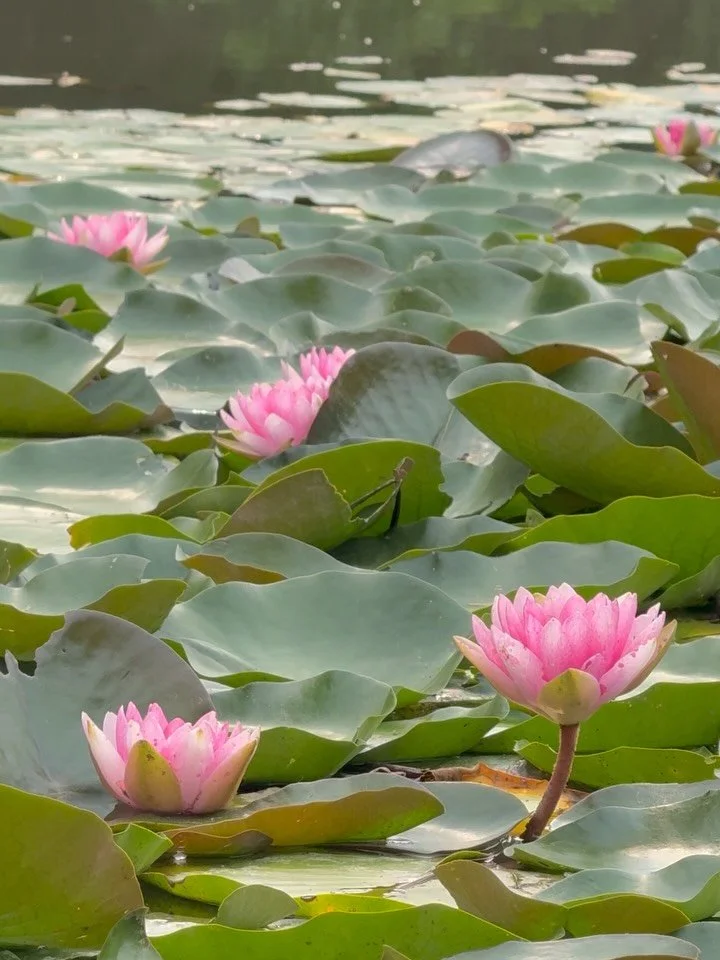 The older I get, the more I appreciate ordinary beauty.

When I was younger, I thought mindfulness was something I practiced. Now, I think of it more as something I remember to return to throughout the day.

A lotus flower blooming in a woodsy pond. 
