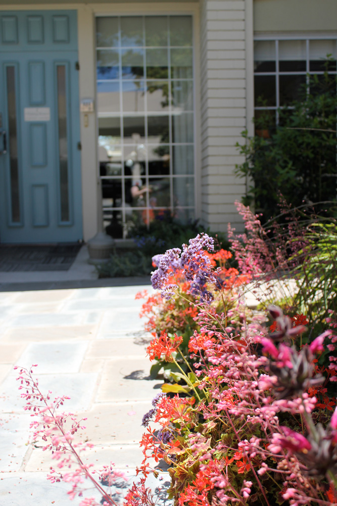 Beautiful California native flowers line the walkway