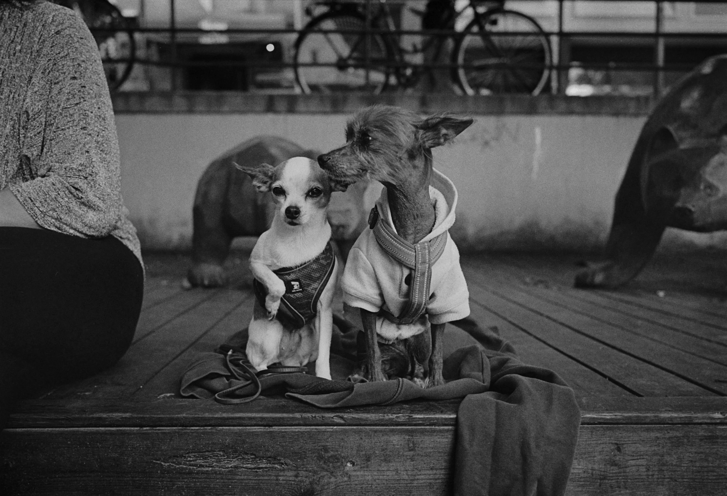 Raggare 2025 iso 400 25mm (4).jpg
