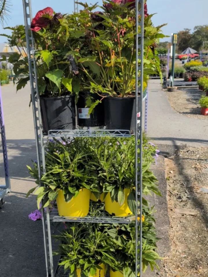 Throwback Thursday - to TUESDAY of this week?! 🤣

I'm feeling a bit understaffed over here, and forgot to share the results of my tagging trip to @cavicchiogreenhousesinc 

Somehow I never take pictures of the trees while I'm in the midst of things.