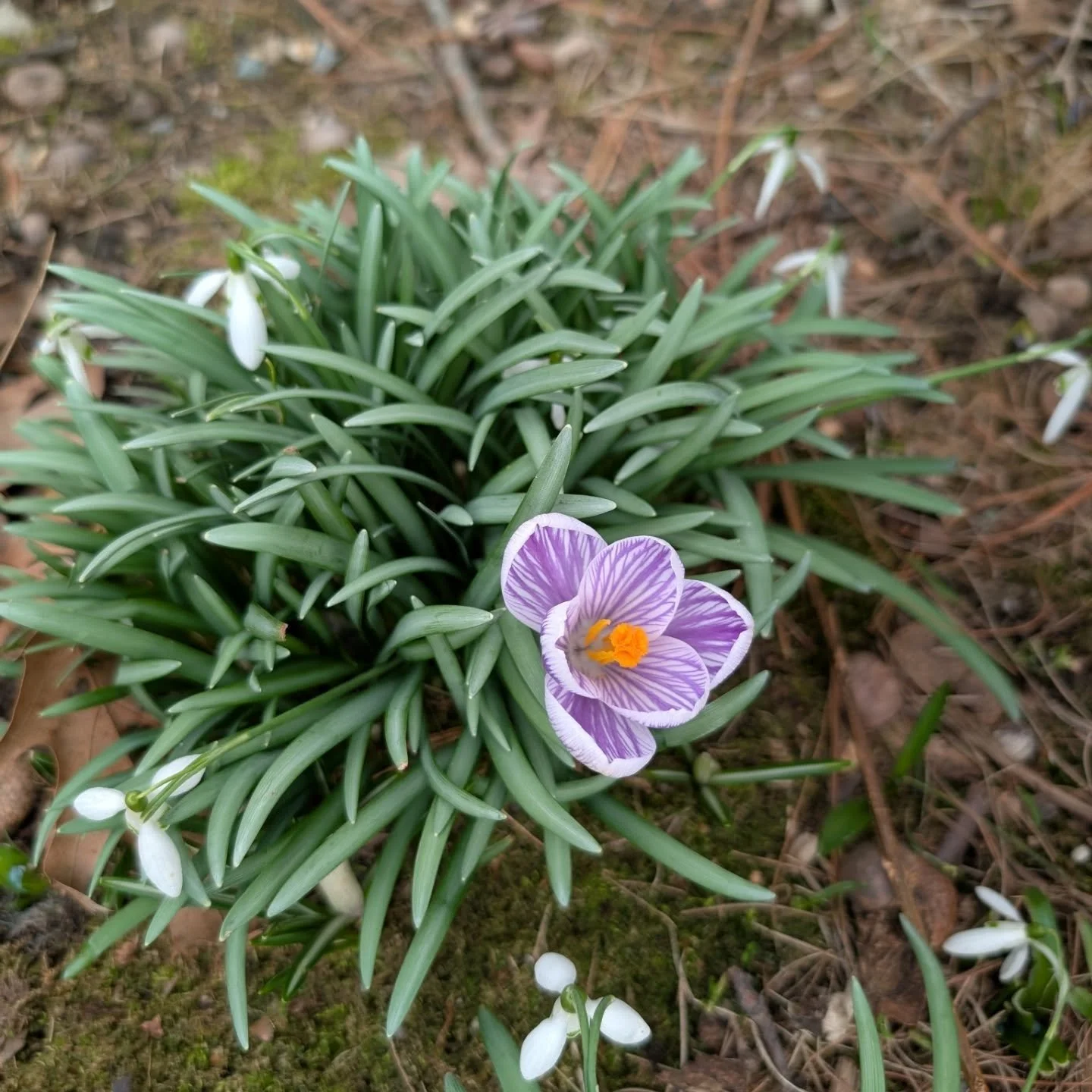 Signs of spring in my always 3-weeks behind microclimate...

Also, anyone have tips for PUPPY-proof plant labels?? 🐾