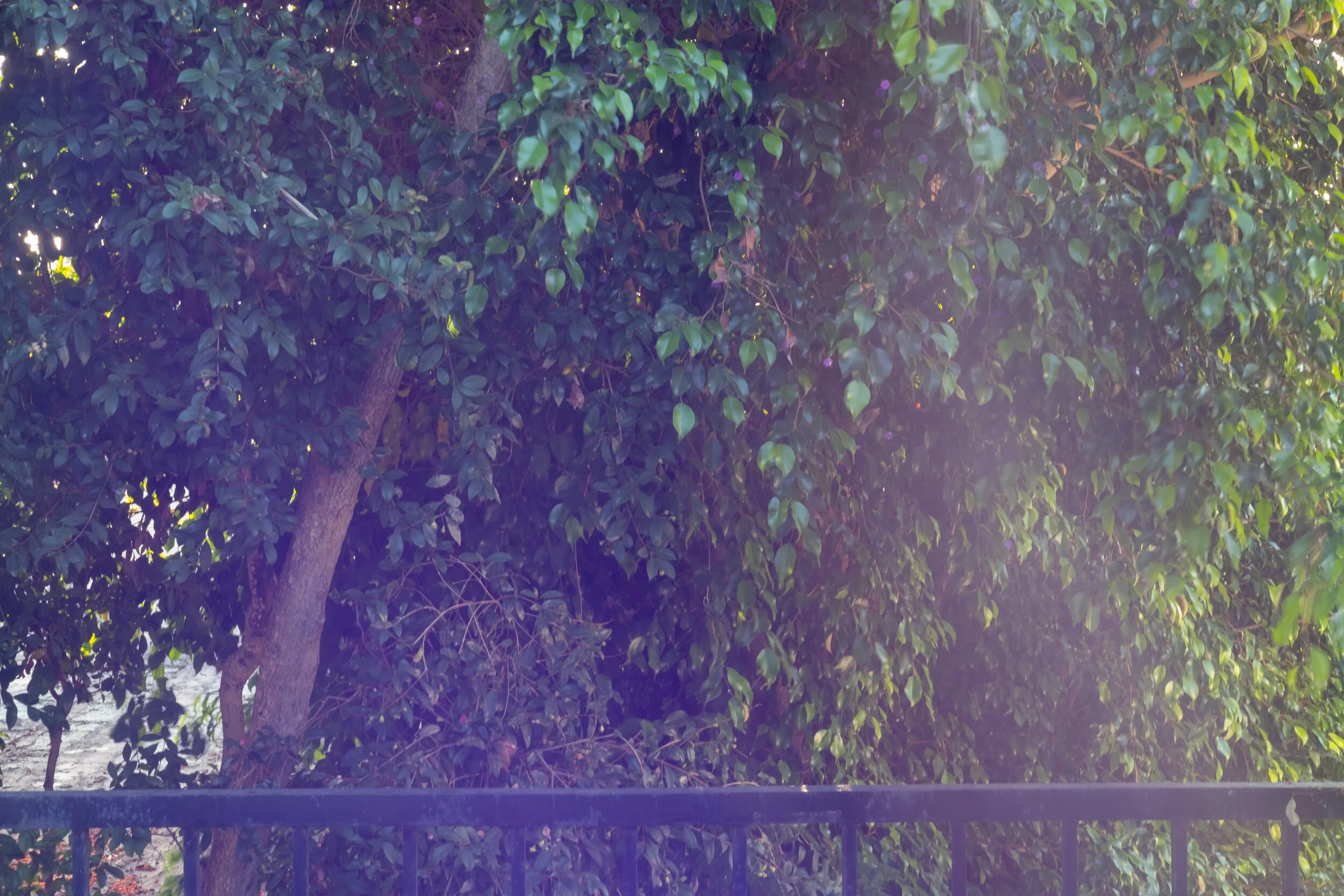 sparkles in the trees.jpg