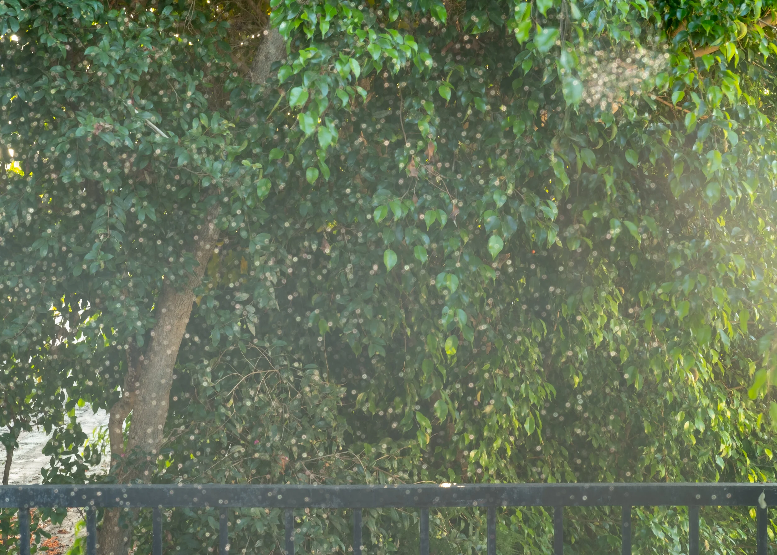 sparkles in the trees 2.jpg
