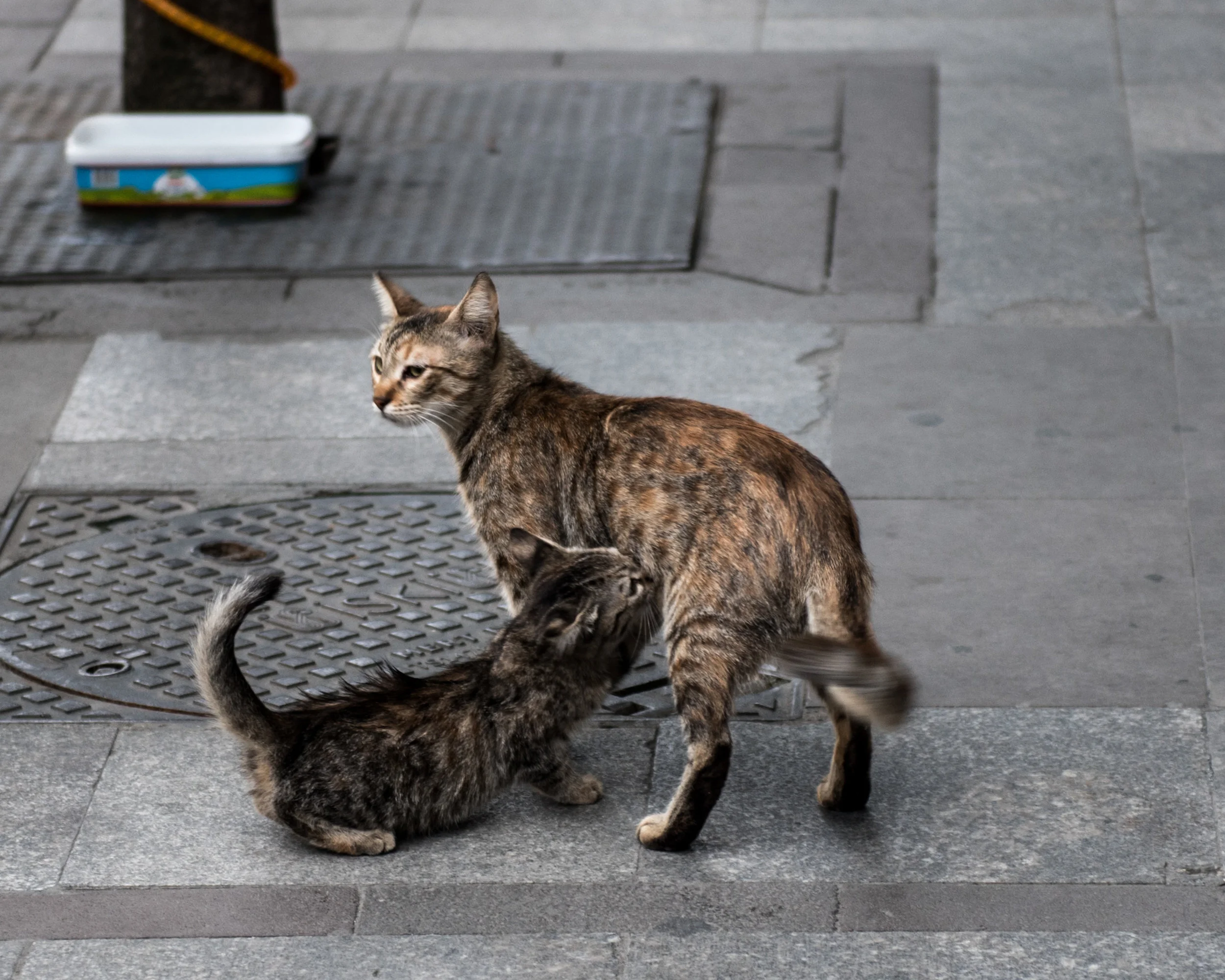 DSC_4561_1.jpg