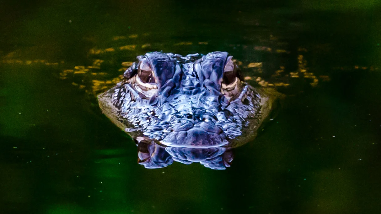 DSC_1545.jpg