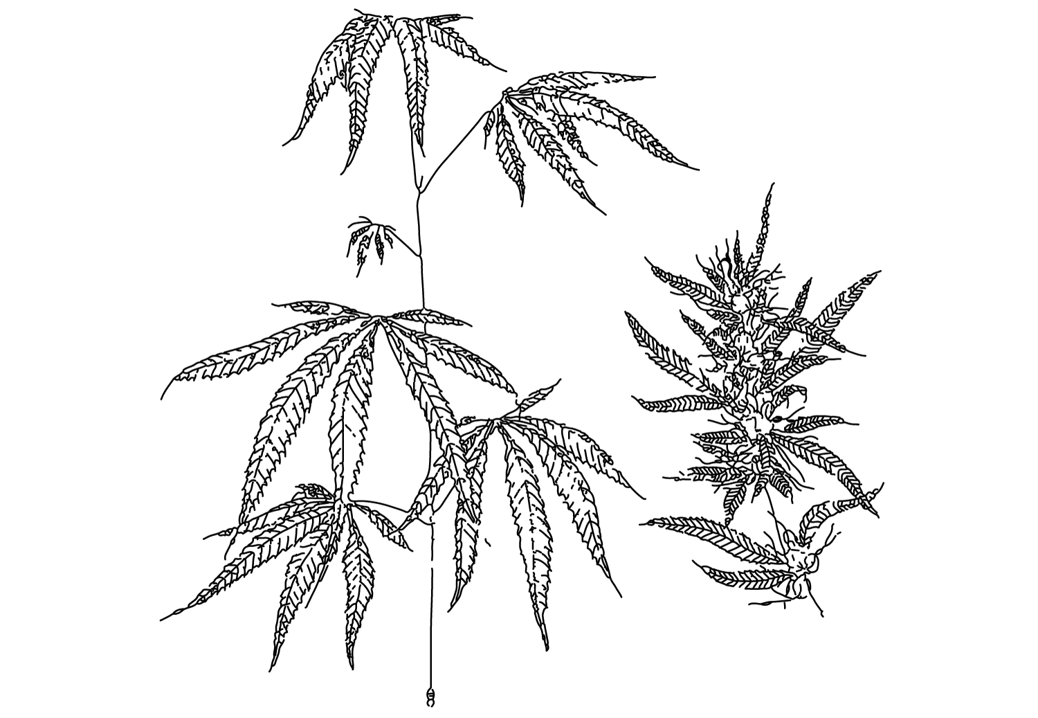 plant-drawing.gif