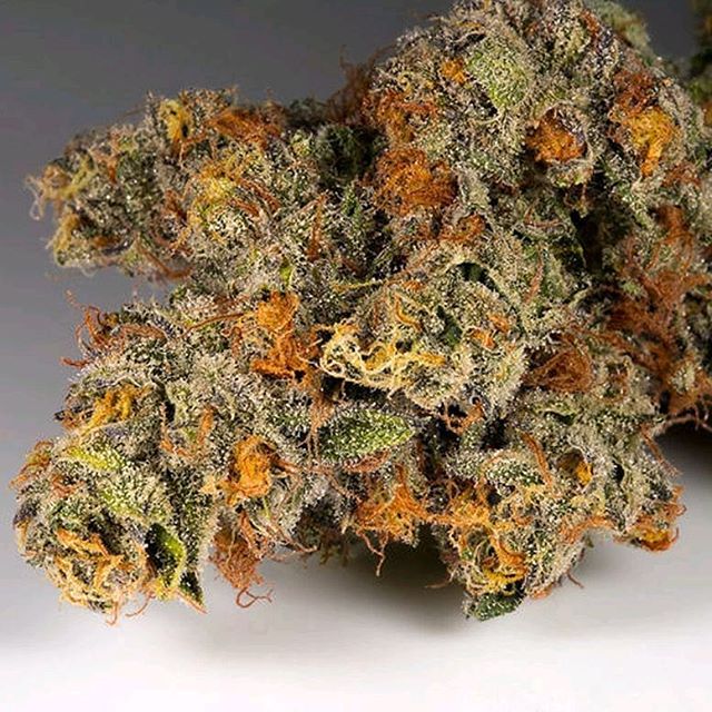 A flavor-packed #hybrid strain #OrangeCookies expresses itself with a strong aroma of sweet citrus⠀
🍊🍪🍊🍪🍊⠀
The flavors give way to deep #calming body effects that mingle with a euphoric cerebral buzz to leave you #happy and relaxed⠀
.⠀
.⠀
.⠀
.⠀
