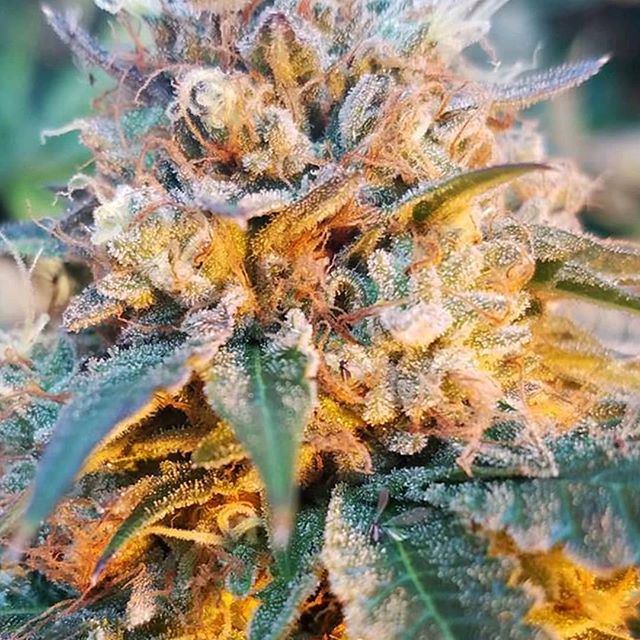 This is #SkyDog #OG A #Canadian F1 #hybrid strain that is notorious for being an intense strain that takes consumers to new heights. ⠀
.⠀
🌦️🐕💐🍋⠀
.⠀
.⠀
.⠀
.⠀
.⠀
.⠀
#cannabis #mmj #medicalmarijuana #medicalcannabis #cannabiscommunity #thc #bayarea 