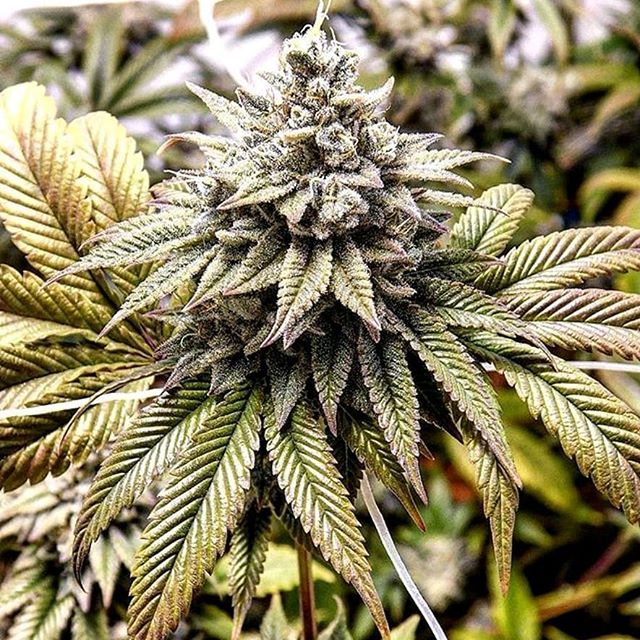 Reach for some of that potent #GorillaGlue #4 for a long-lasting high that'll keep you *glued* in one spot for hours of #relaxation ⠀
.⠀
.⠀
.⠀
.⠀
.⠀
.⠀
.⠀
#topshelf #mediclmarijuana #cannabis #medicalcannabis #cannabiscommunity #THC  #weshouldsmoke #