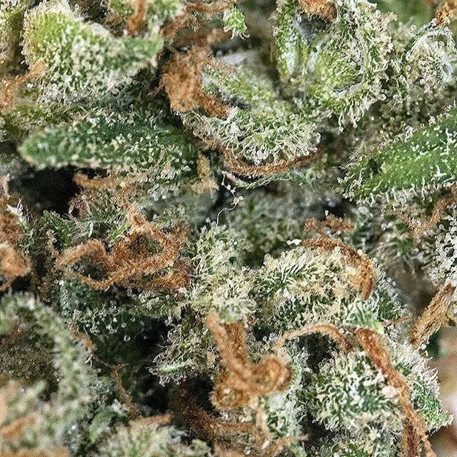 Our #macromonday feature #JackHerer is a world renowned Sativa-dominant Hybrid strain that is known mostly for its ability to create a clear-headed buzz coupled with a boost of focused energy.⠀
.⠀
🙌🌱👑🌱🏆⠀⠀
.⠀⠀
.⠀⠀
.⠀⠀
.⠀⠀
.⠀⠀
#cannabis #ganja #mm