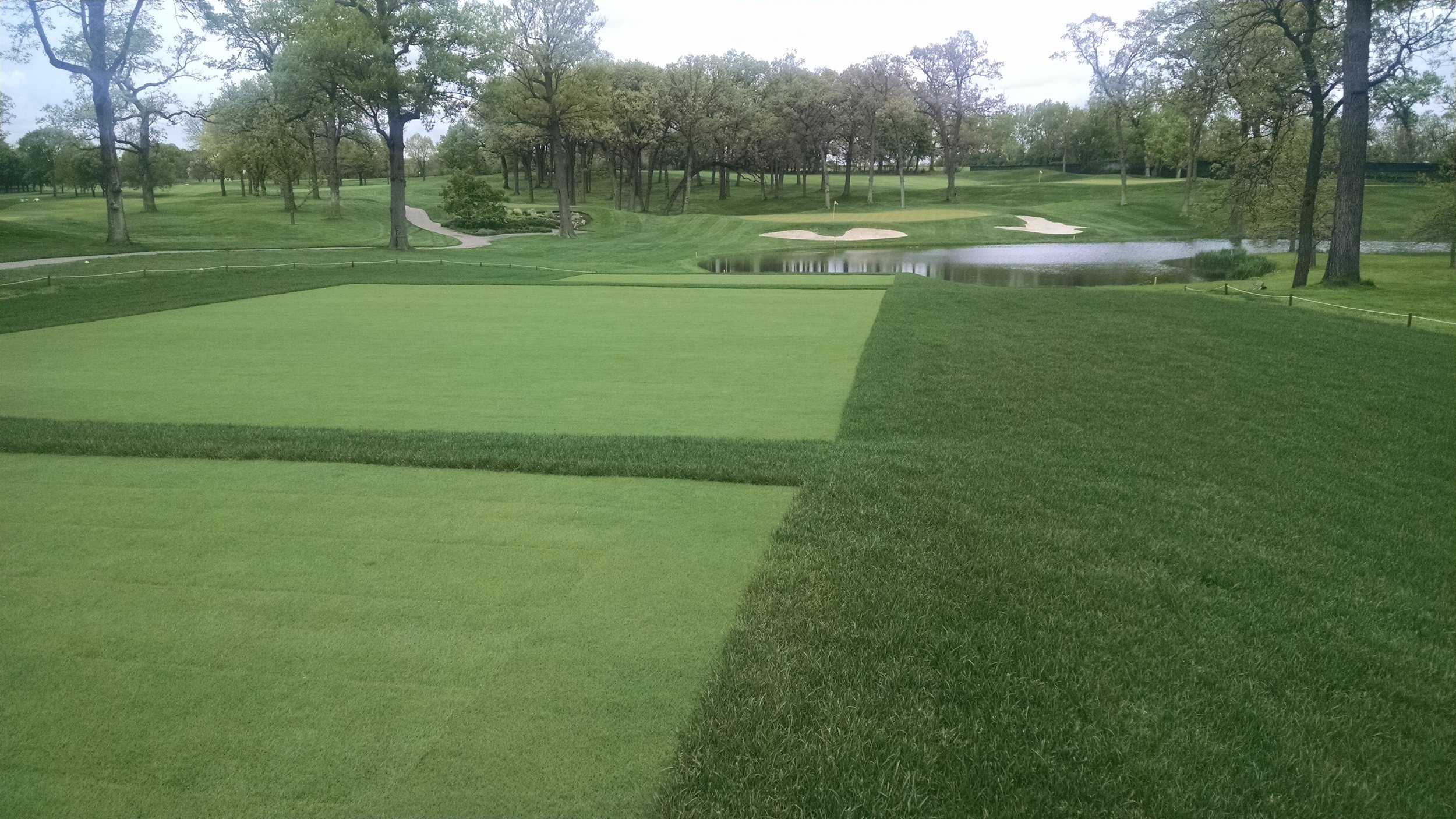 Bentgrass Teeing Install