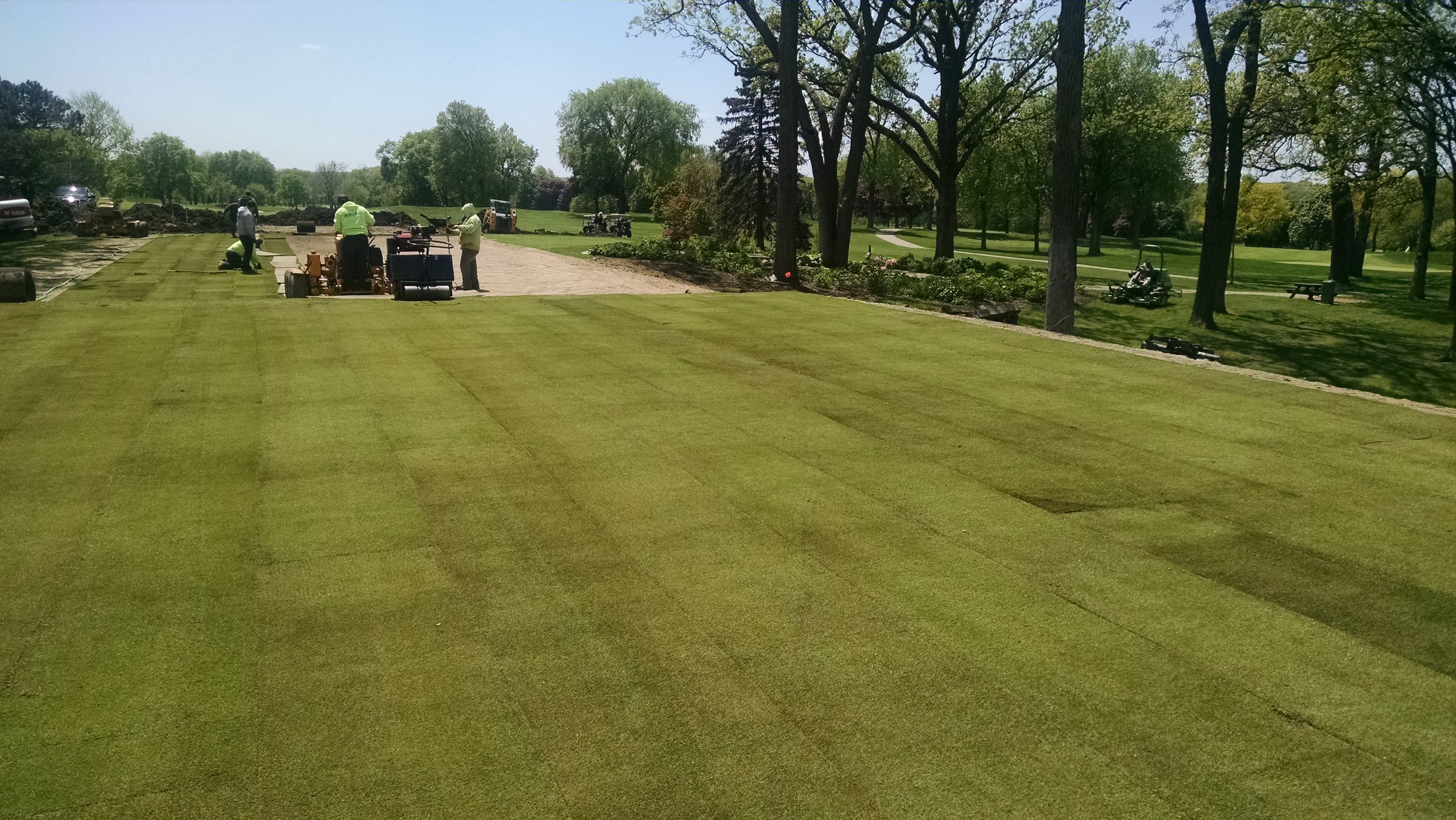 Bentgrass Install After