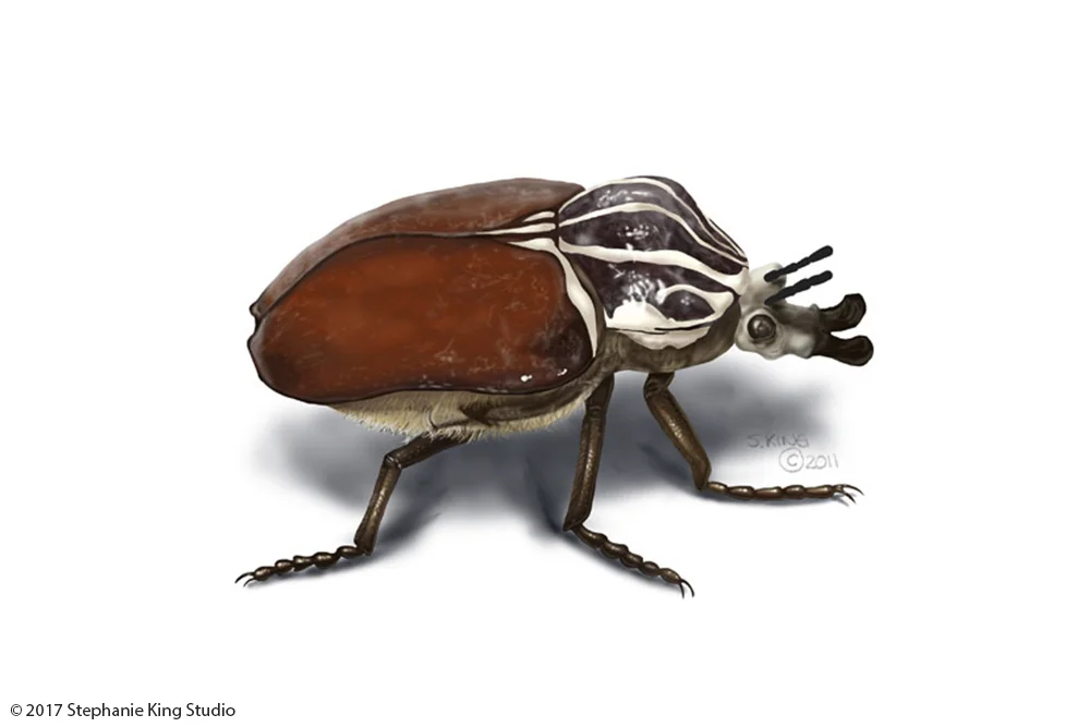 Stephanie_KIng_Insects_5.jpg