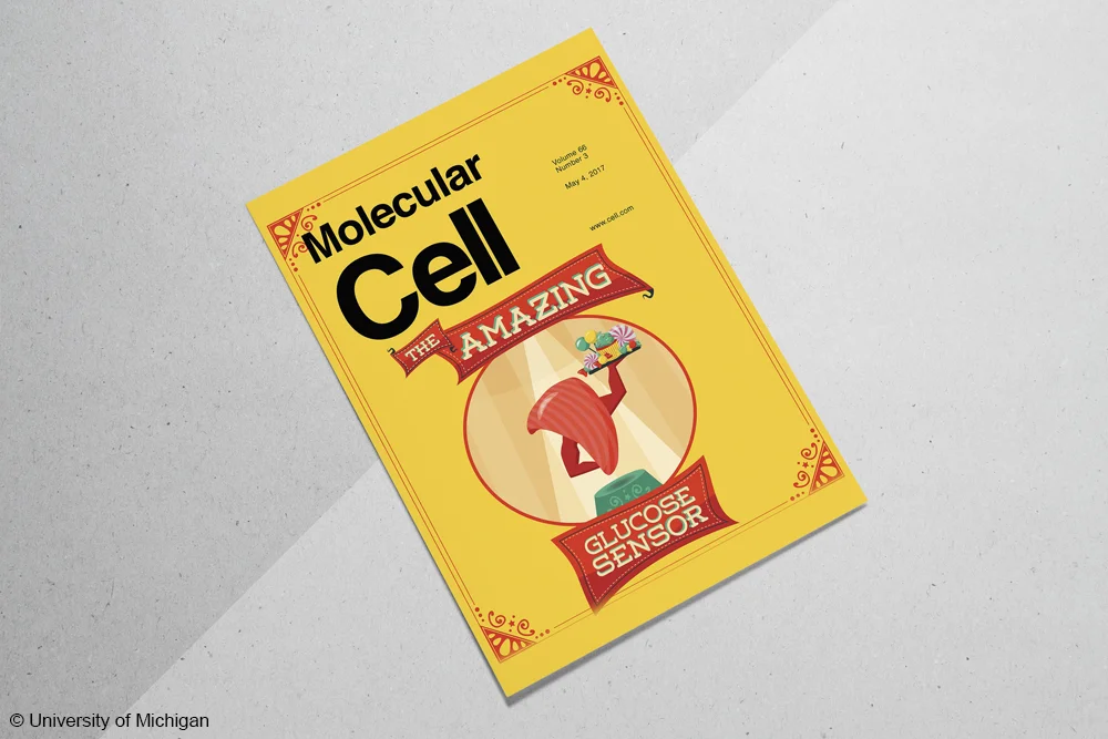 StephanieKingStudio_molecular_Cell_cover.jpg