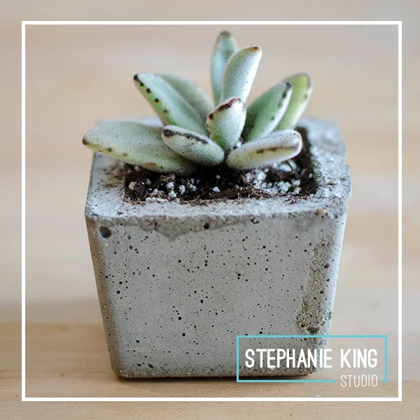 StephanieKingStudio_Concrete_container_with_Kalanchoe_tomentosa_panda_plant.jpg