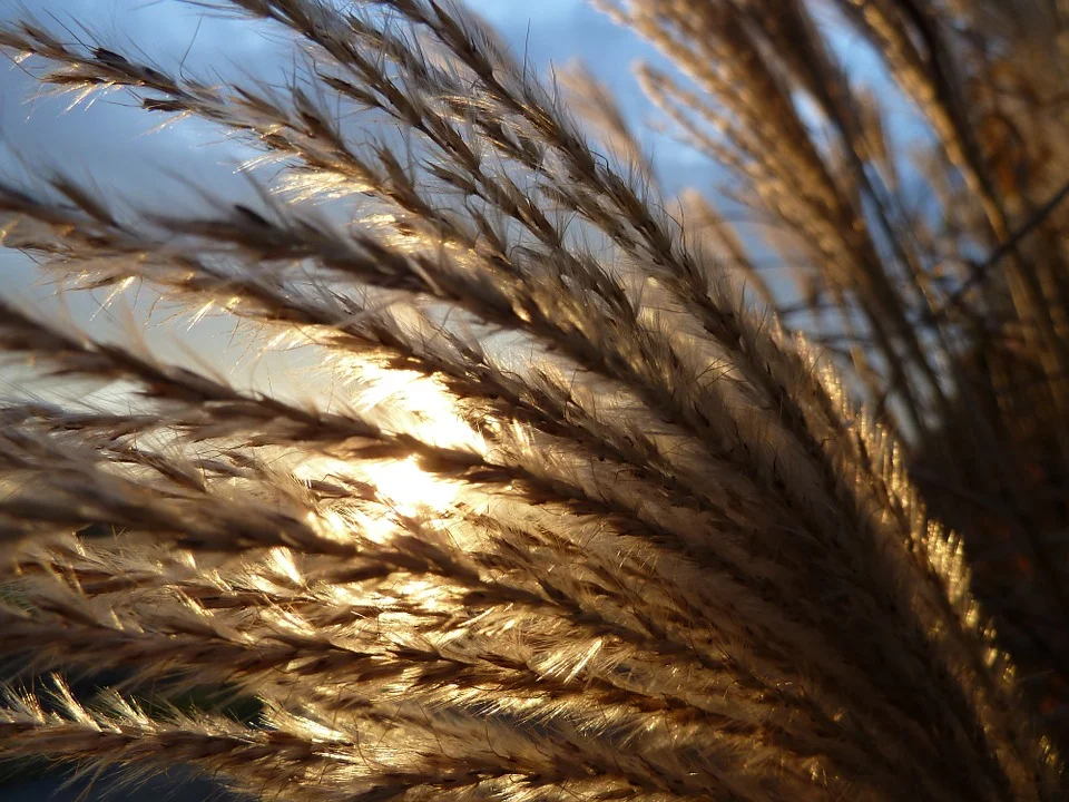 back-light-175643_960_720.jpg