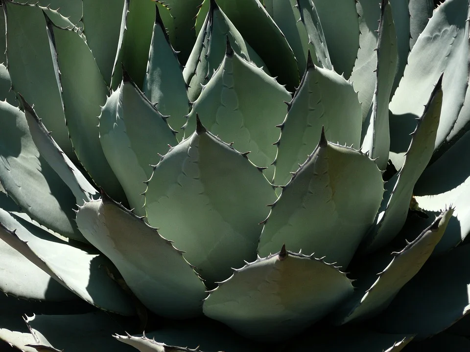 pavement-808548_960_720.png