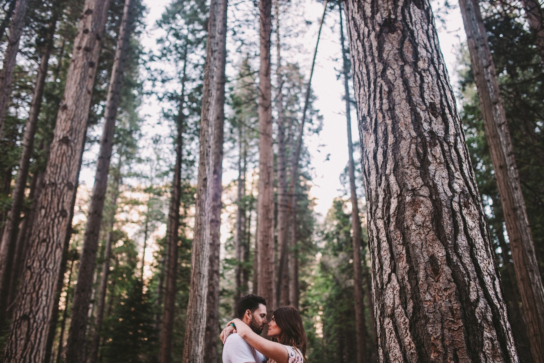 Engagement Shoot in Yosemite Ponderosa Pine Woodland