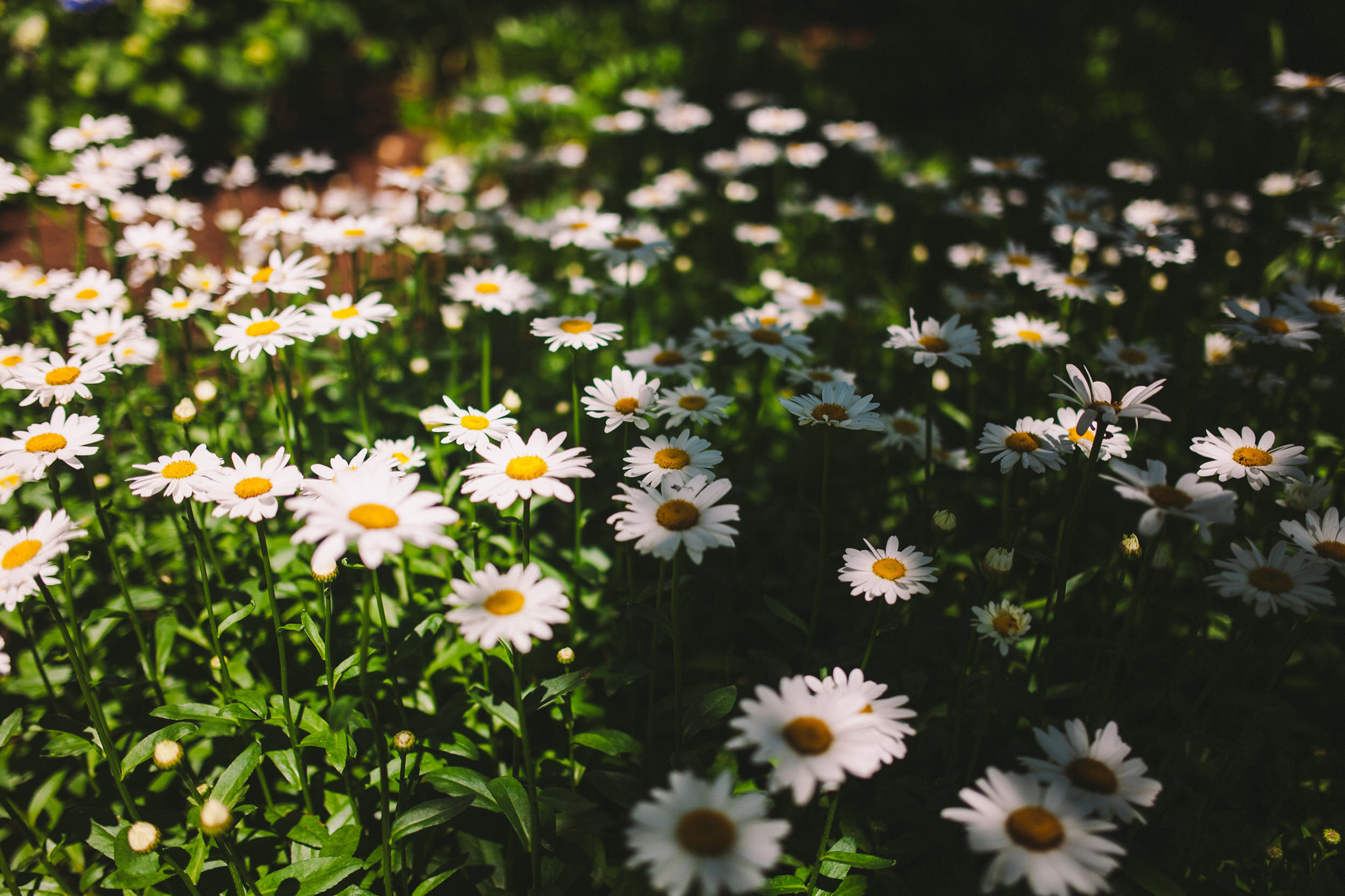 Martha's Vineyard Backyard Wedding.jpg