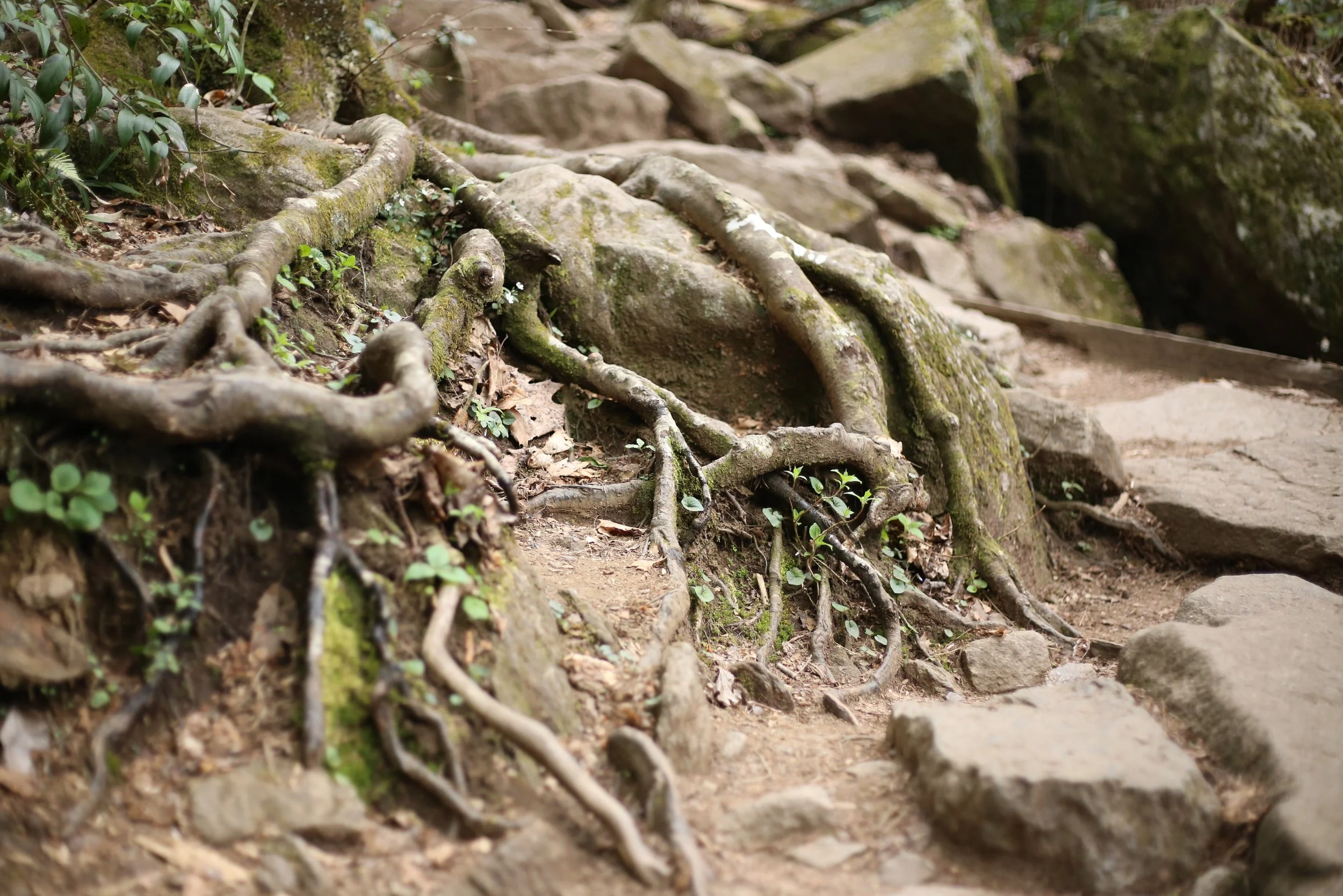 Photo Walks