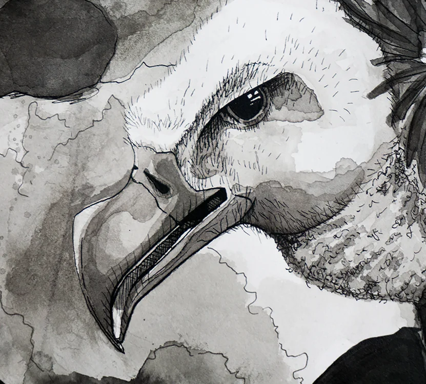 vulturedetailcloseup.jpg