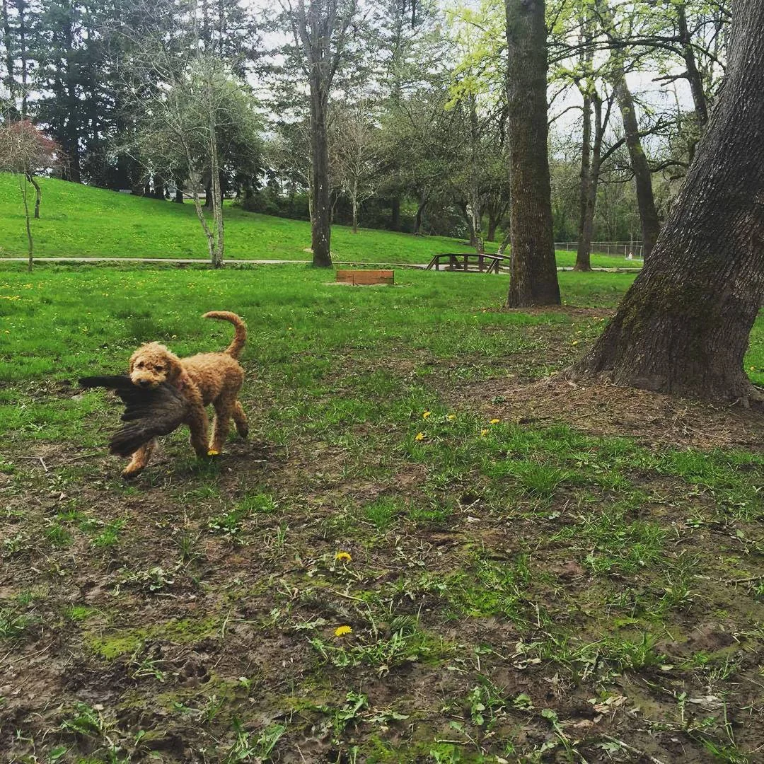 goldendoodle hunting waterfowl