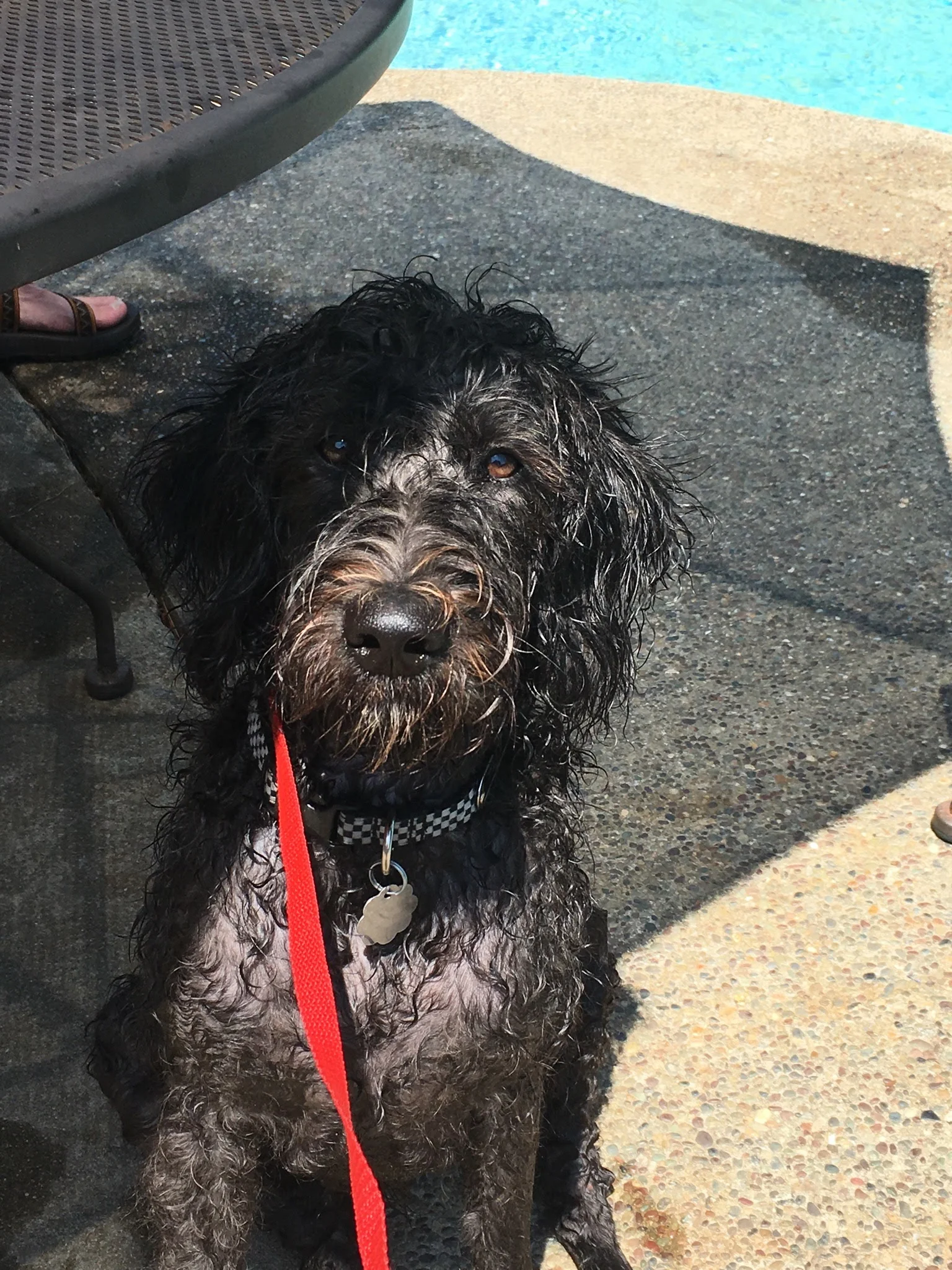 labradoodle pheasant hunting