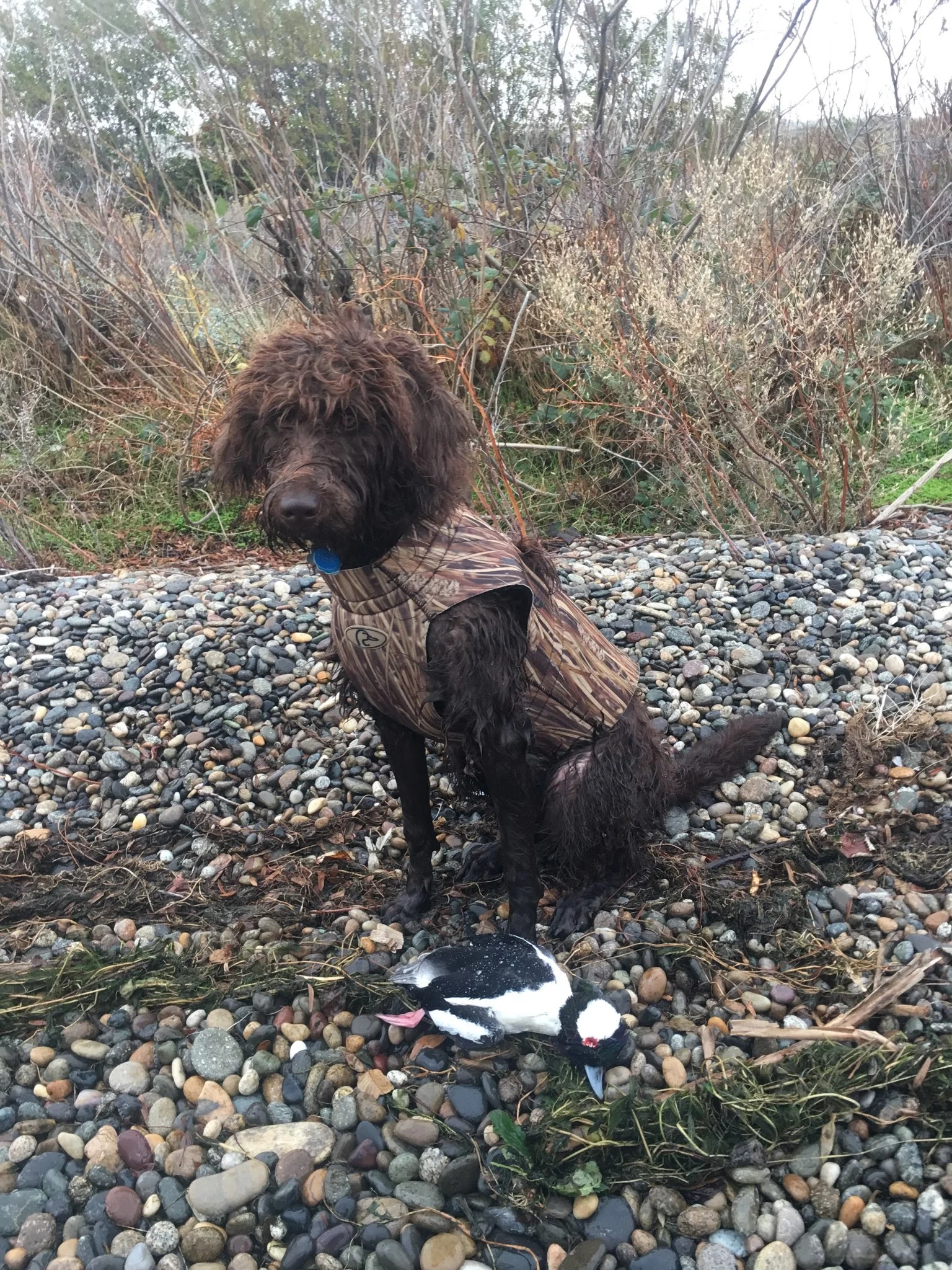 goldendoodle hunting waterfowl