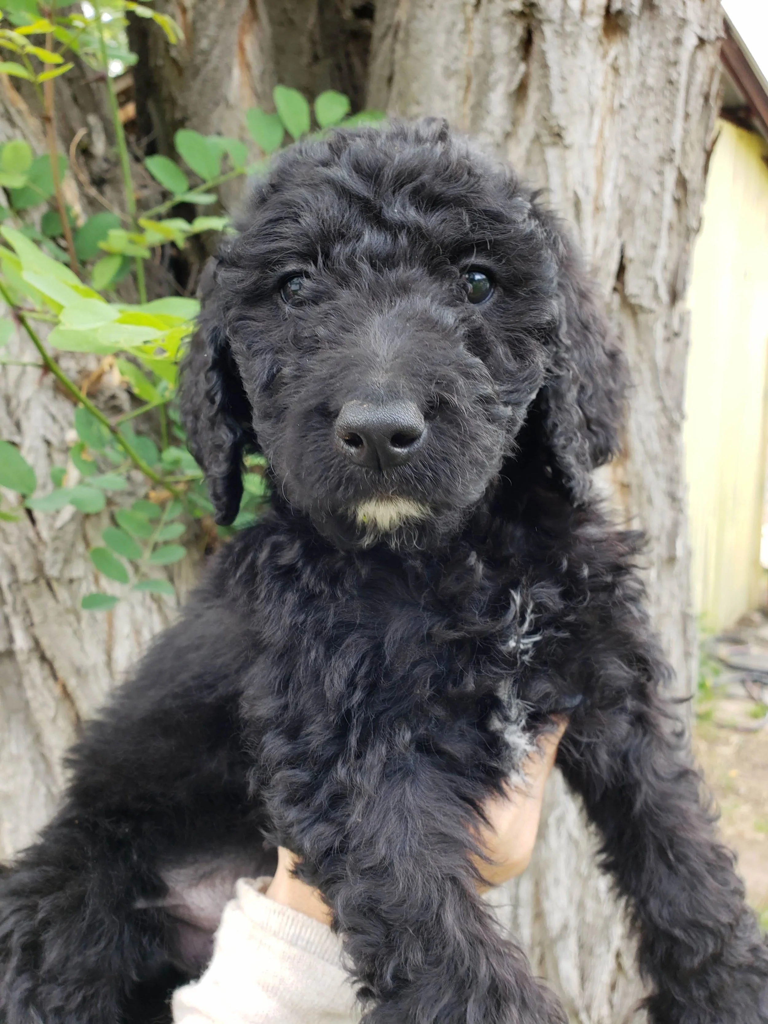 labradoodle pheasant hunting