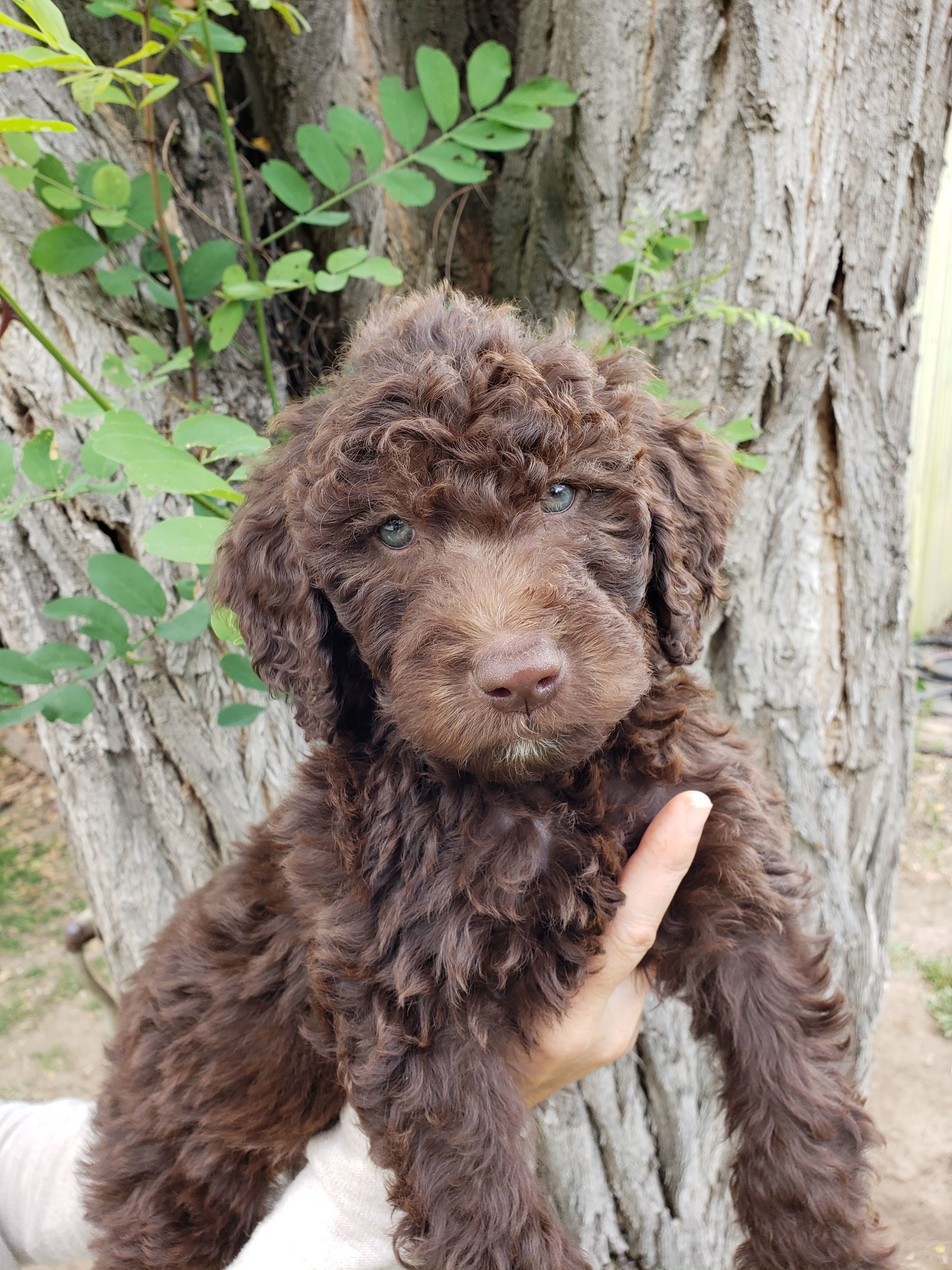 dog snowsuit with feet