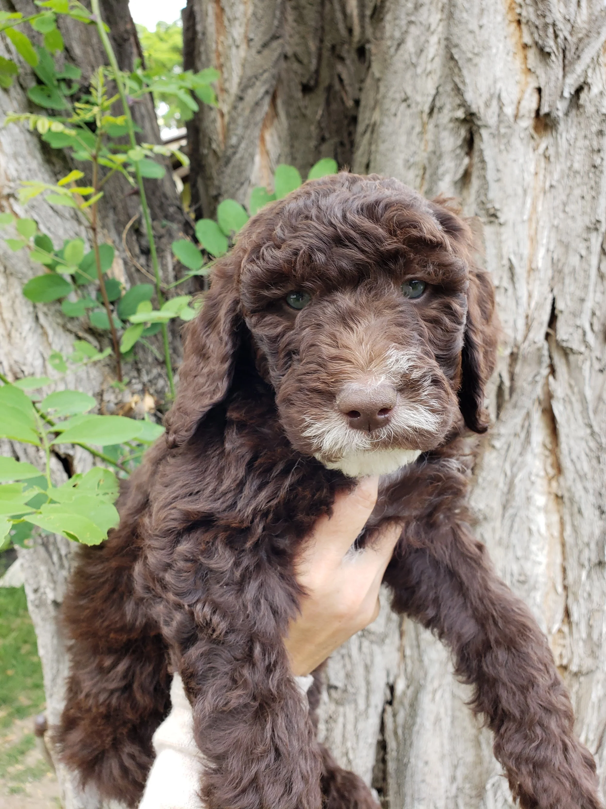 labradoodle pheasant hunting