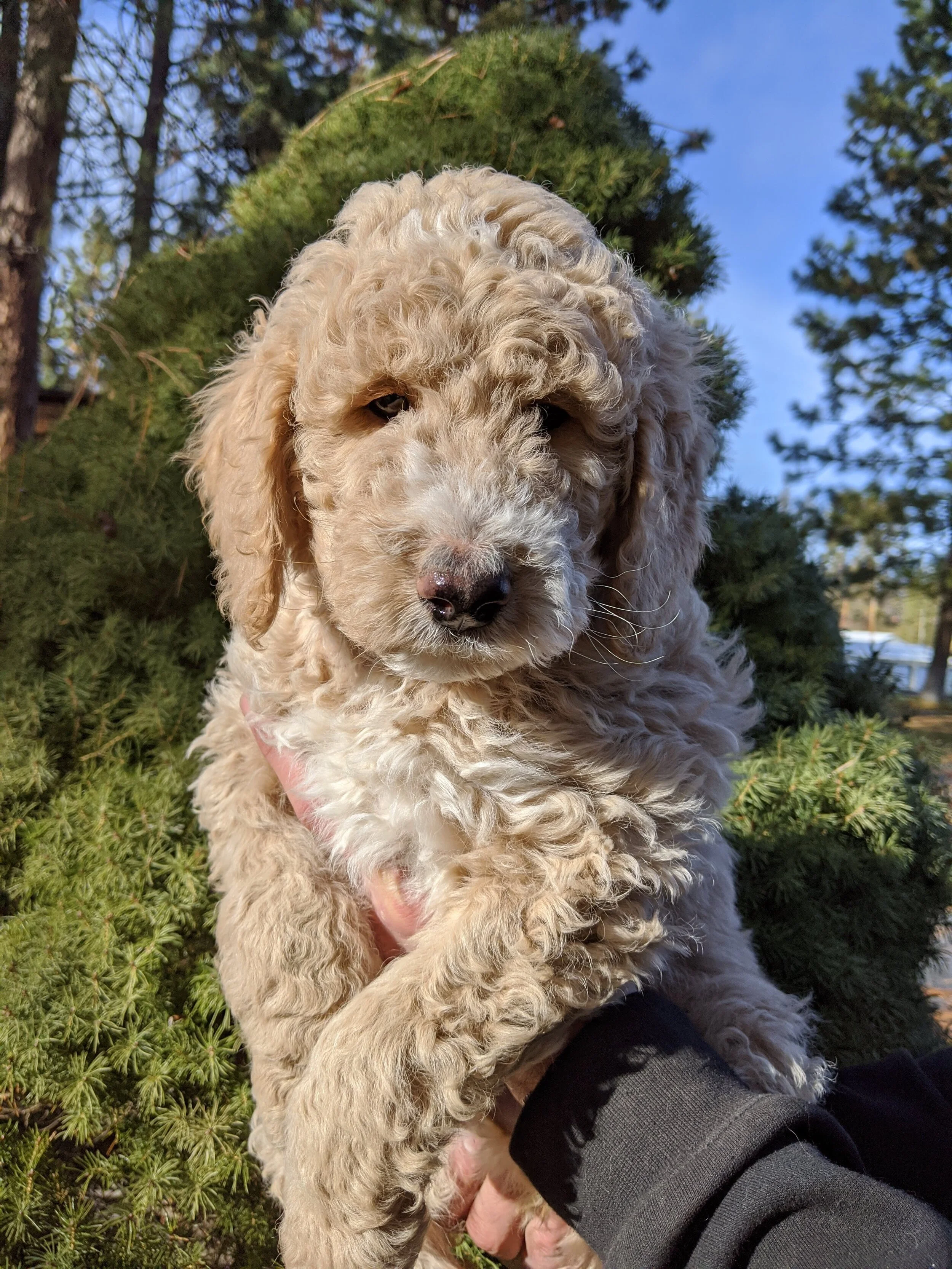 goldendoodle hunting waterfowl