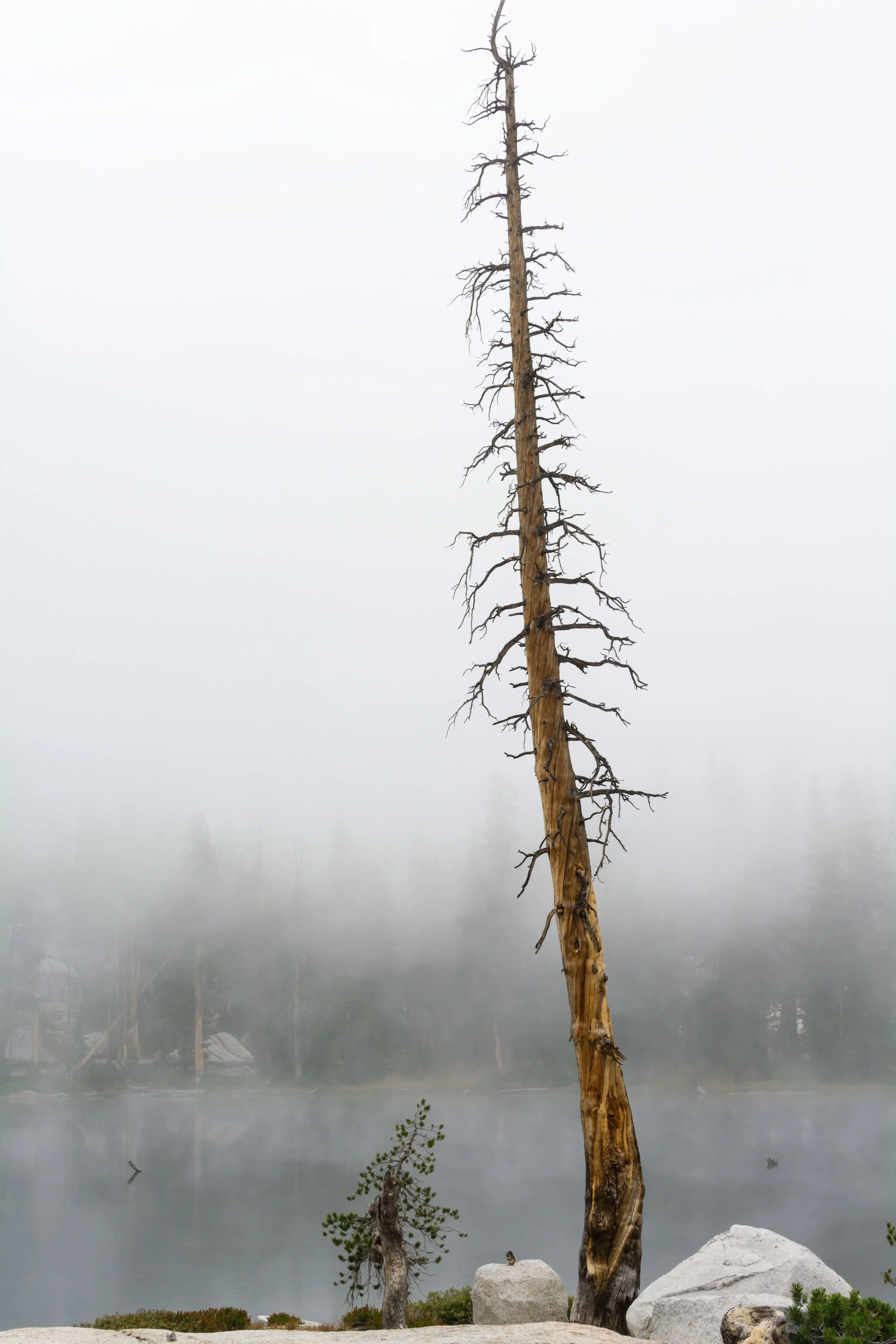 0627_AlpineChipmunk-compressed.jpg