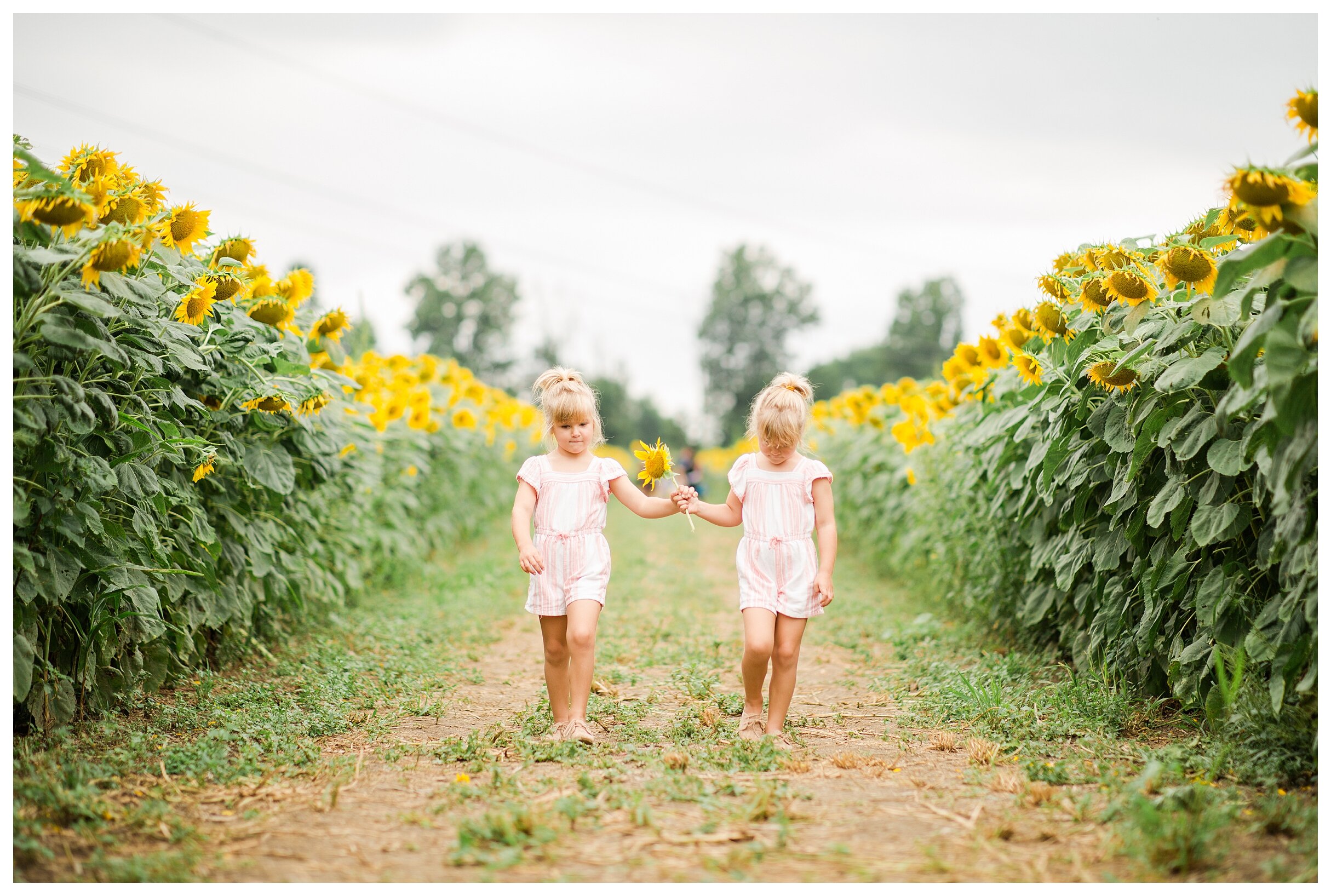sunflower-field-columbus-ohio-hendren-farmers_0115.jpg