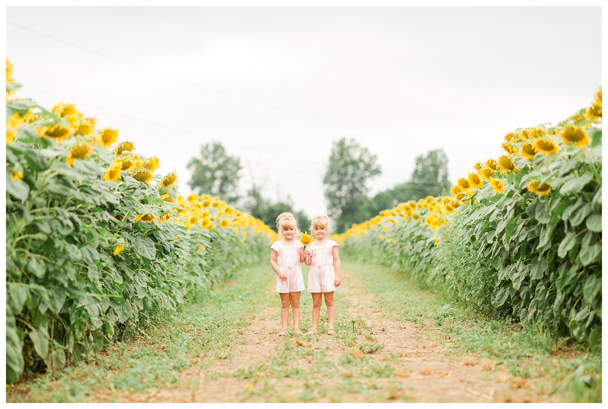 sunflower-field-columbus-ohio-hendren-farmers_0118.jpg