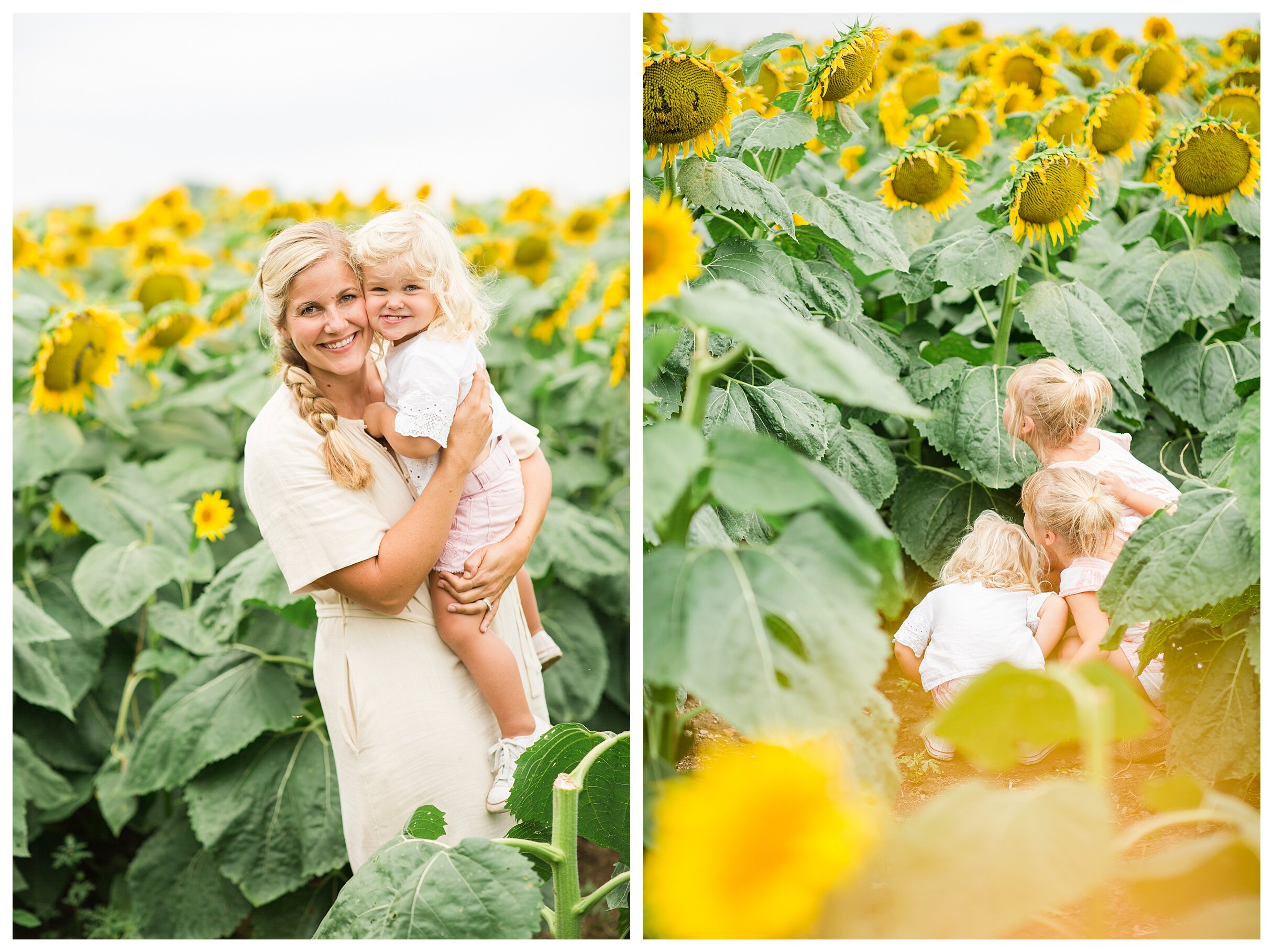 sunflower-field-columbus-ohio-hendren-farmers_0124.jpg