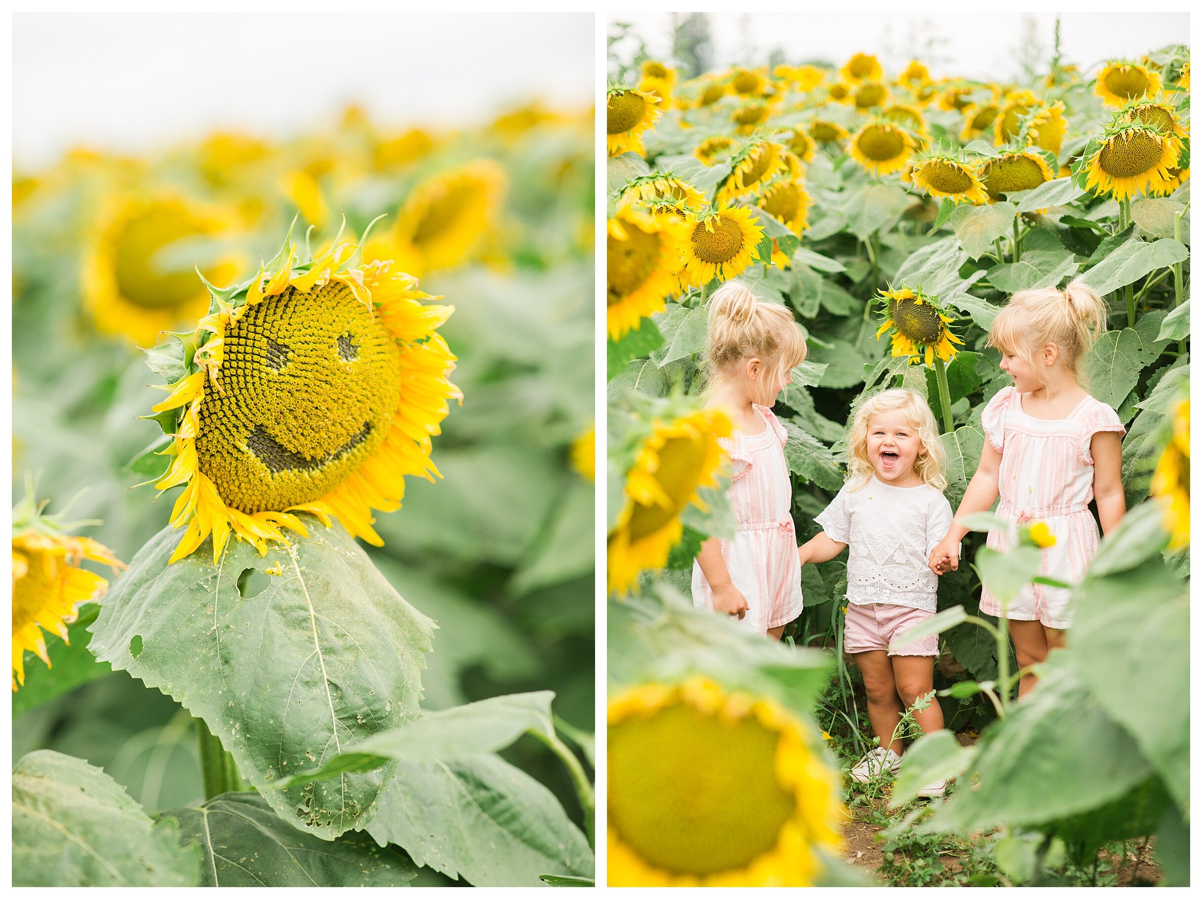 sunflower-field-columbus-ohio-hendren-farmers_0126.jpg