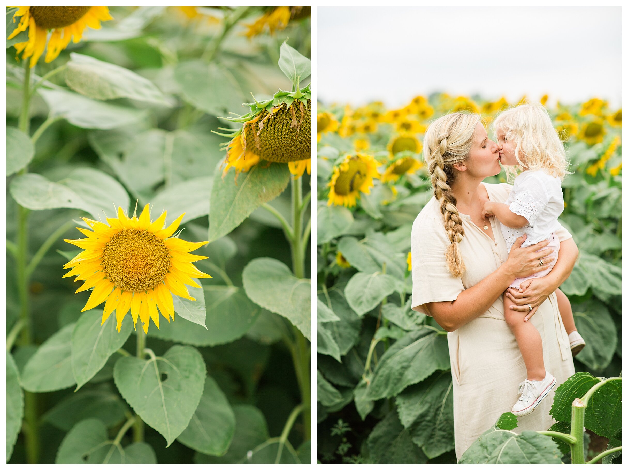 sunflower-field-columbus-ohio-hendren-farmers_0130.jpg