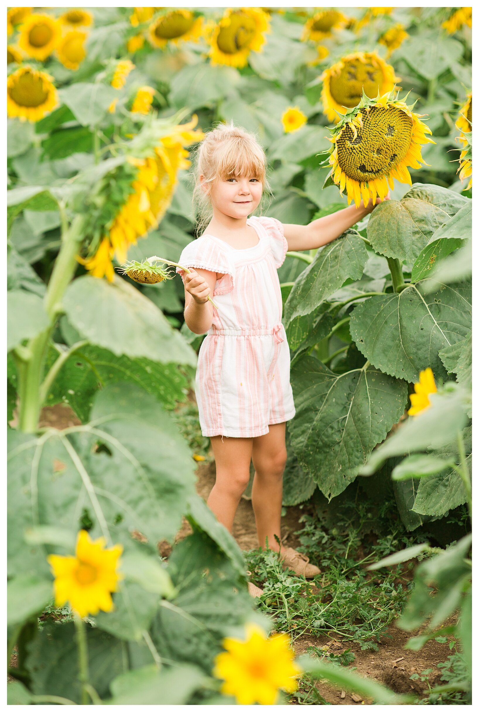sunflower-field-columbus-ohio-hendren-farmers_0132.jpg